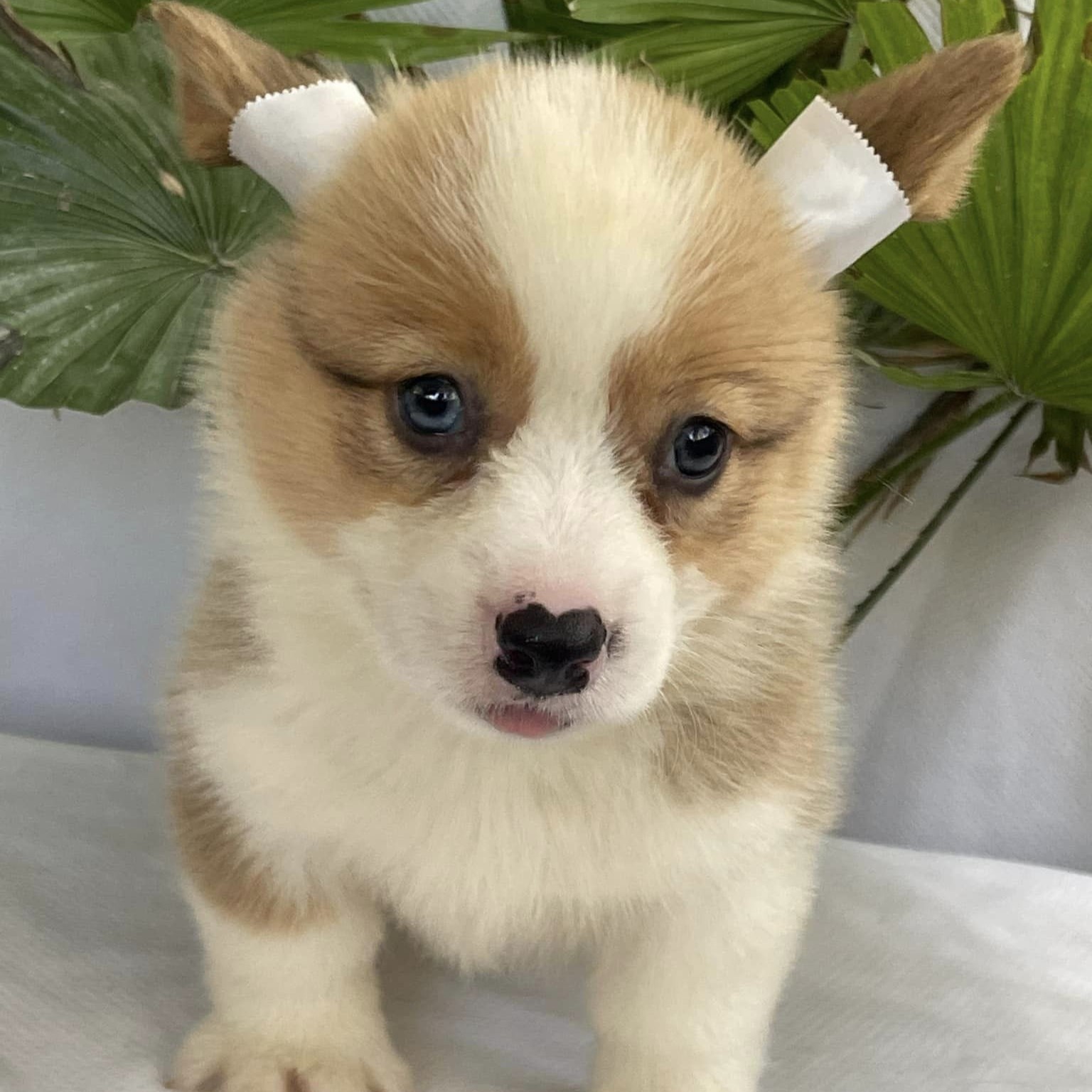 [Chó Corgi màu vàng trắng có giá trị cao nhất]_[ẢNH_ DUY TÂN].jpg