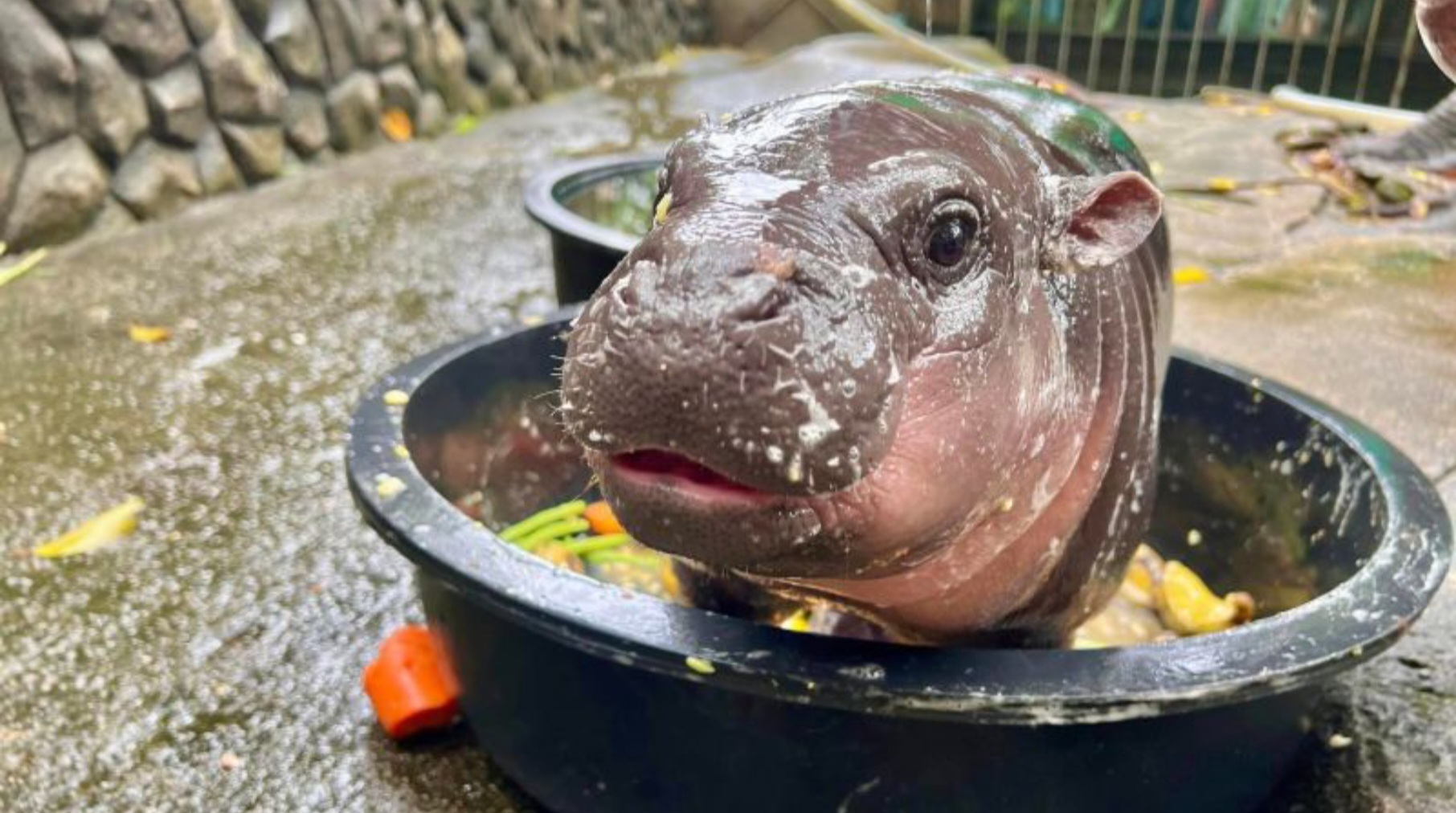 Bé hà mã bỗng dưng trở thành 'ngôi sao hút khách'