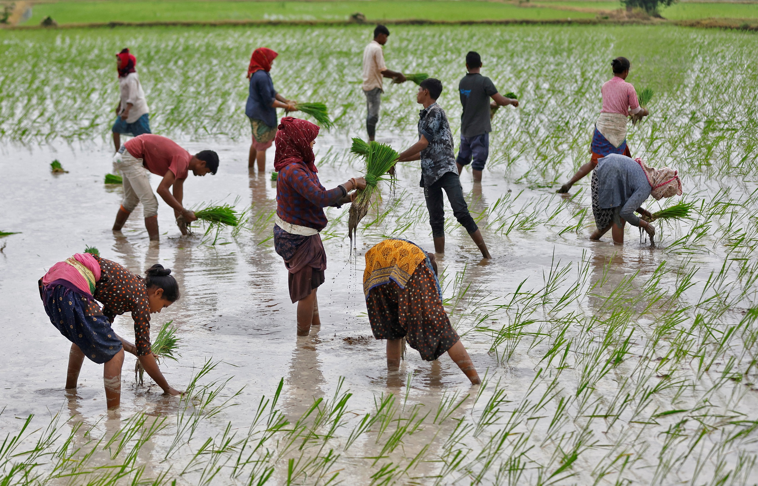 Ấn Độ bỏ giá sàn xuất khẩu gạo basmati- Ảnh 1.