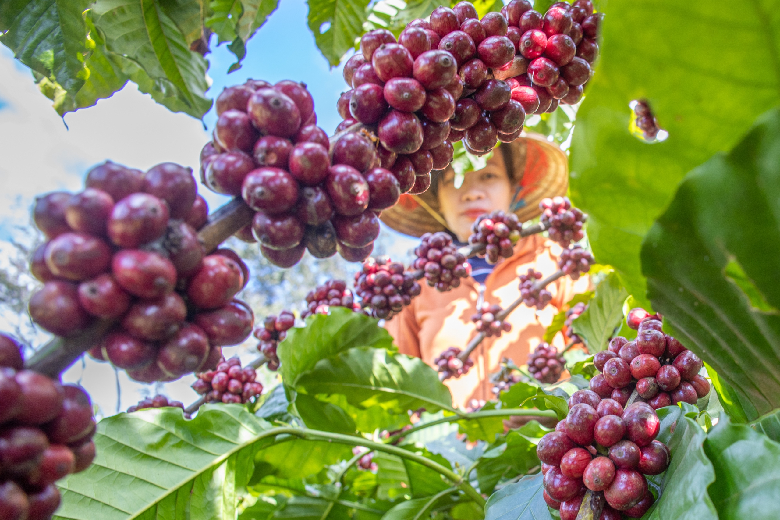 Giá cà phê robusta giảm tốc, arabica vẫn 'tăng ga'- Ảnh 1.