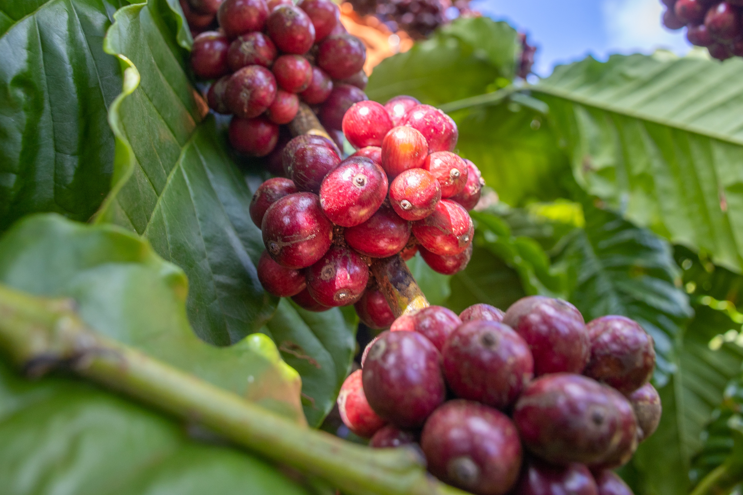 Giá cà phê robusta xanh trở lại ngay sau phiên giảm sâu
- Ảnh 1.