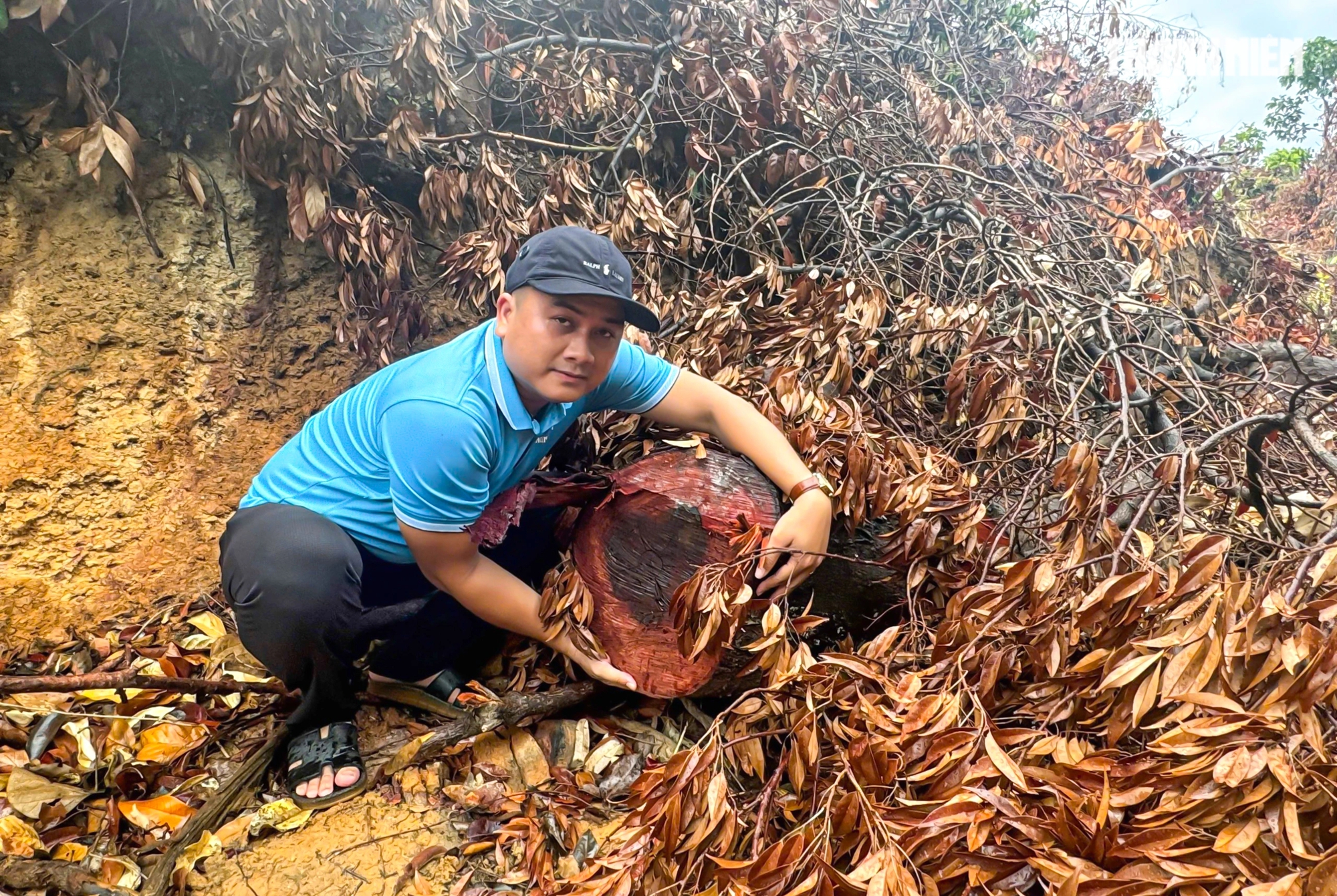 Bình Định: Điều tra vụ phá rừng ở Hoài Nhơn- Ảnh 3.