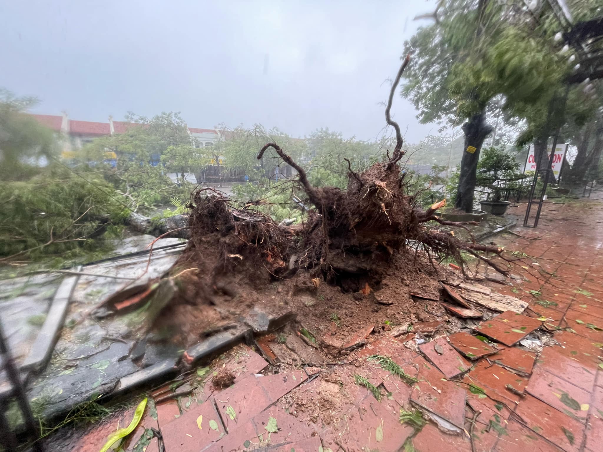 Bão Yagi đang tàn phá Quảng Ninh, người dân khiếp sợ- Ảnh 2.