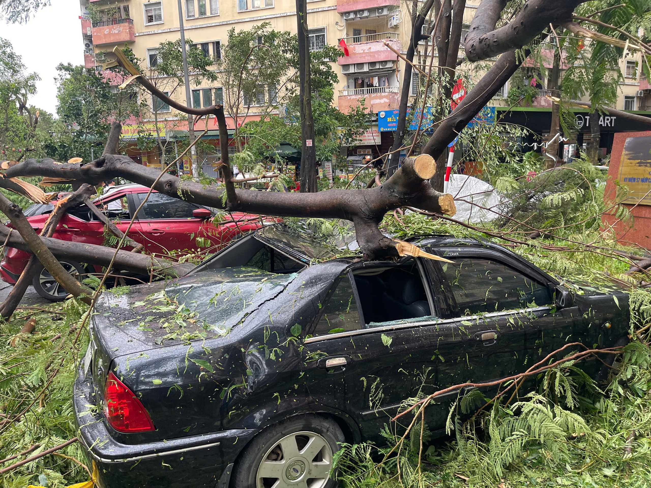 Hàng loạt ô tô ở Hà Nội bị cây đổ đè bẹp trong bão Yagi- Ảnh 6.