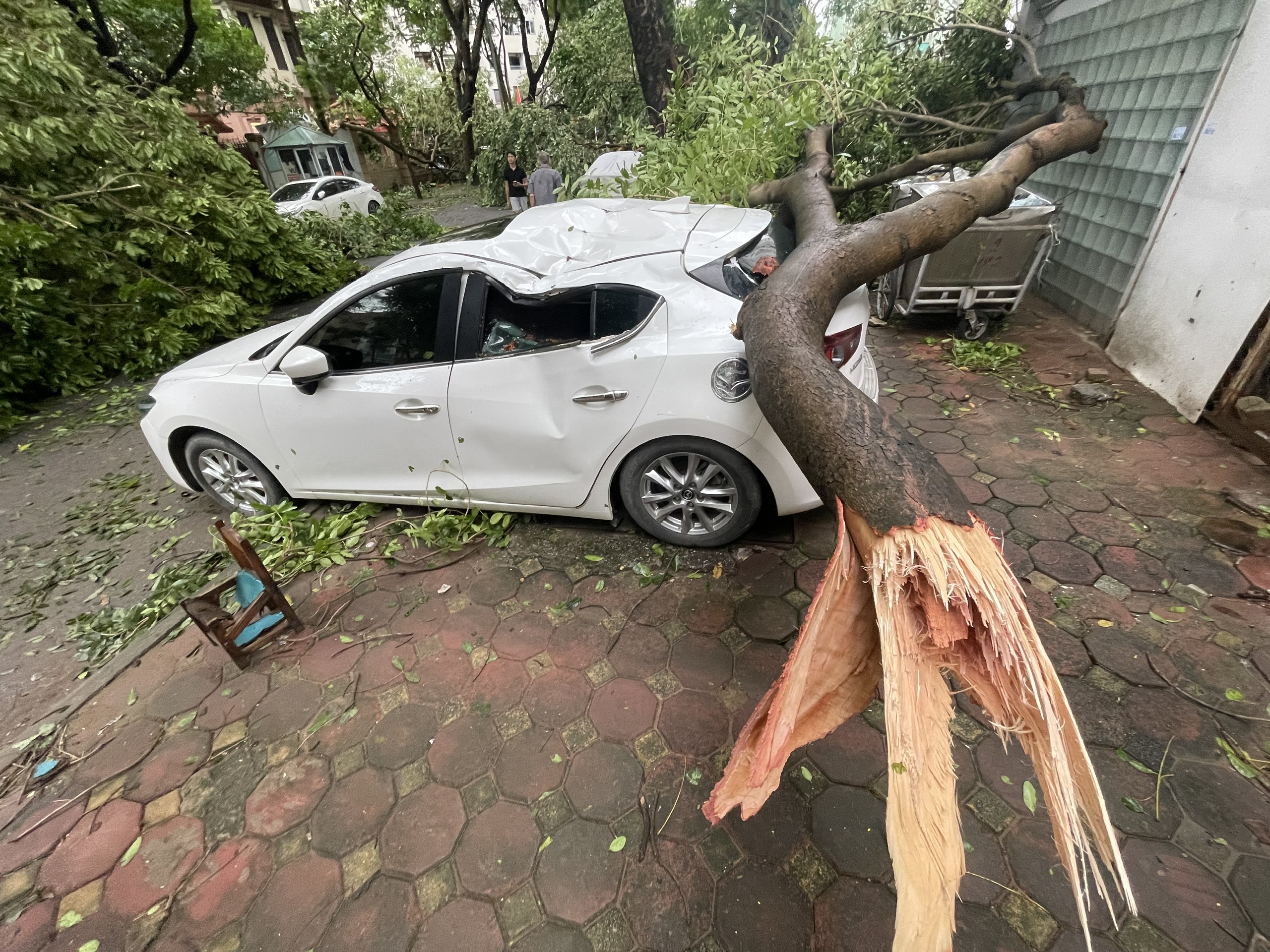 Hàng loạt ô tô ở Hà Nội bị cây đổ đè bẹp trong bão Yagi- Ảnh 2.