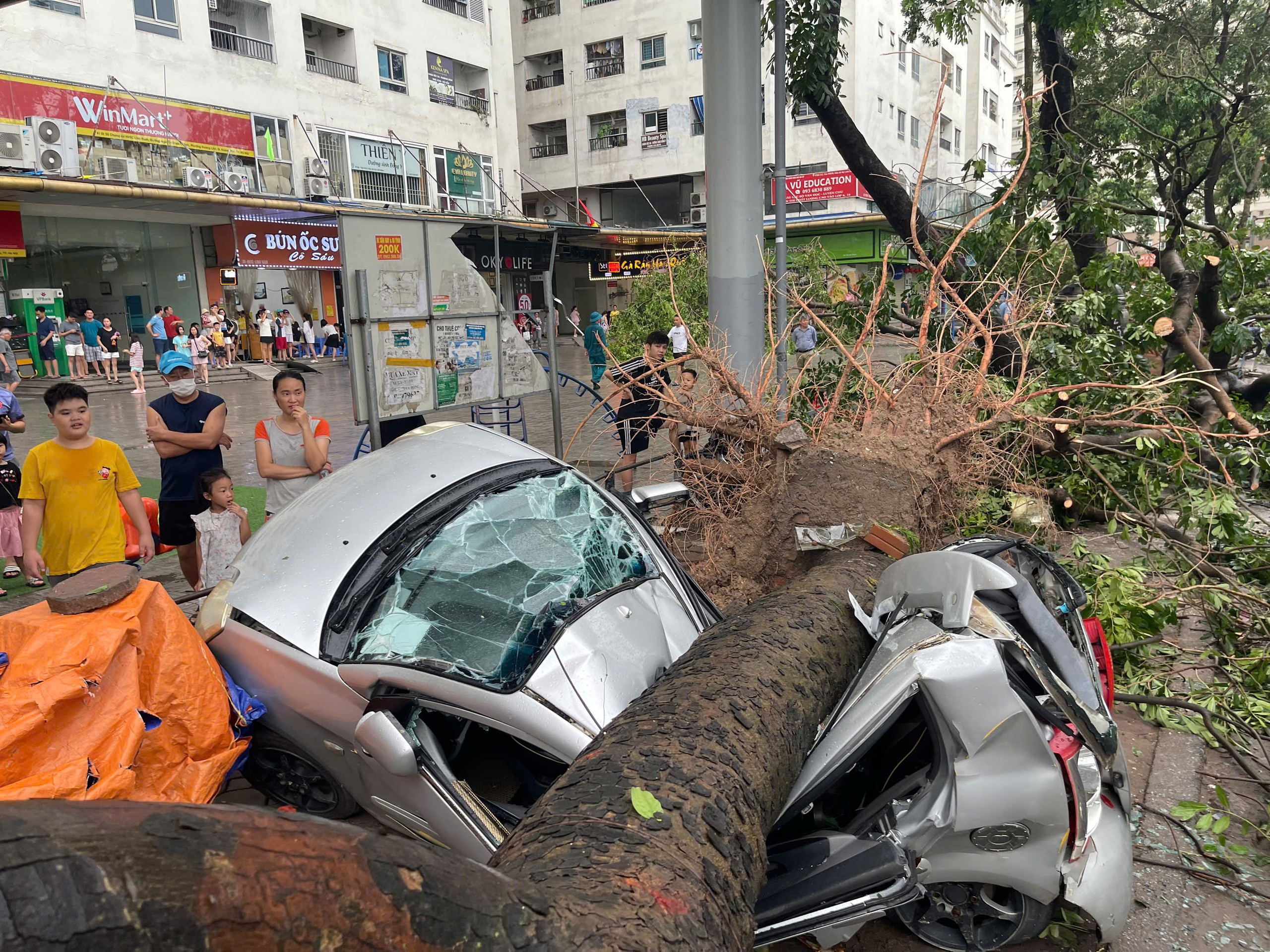 Hàng loạt ô tô ở Hà Nội bị cây đổ đè bẹp trong bão Yagi- Ảnh 7.