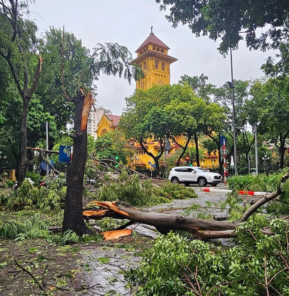 Cây xanh ở Hà Nội gãy đổ sau bão Yagi: Nhiều người tiếc nuối vì các cây biểu tượng không còn nữa- Ảnh 8.