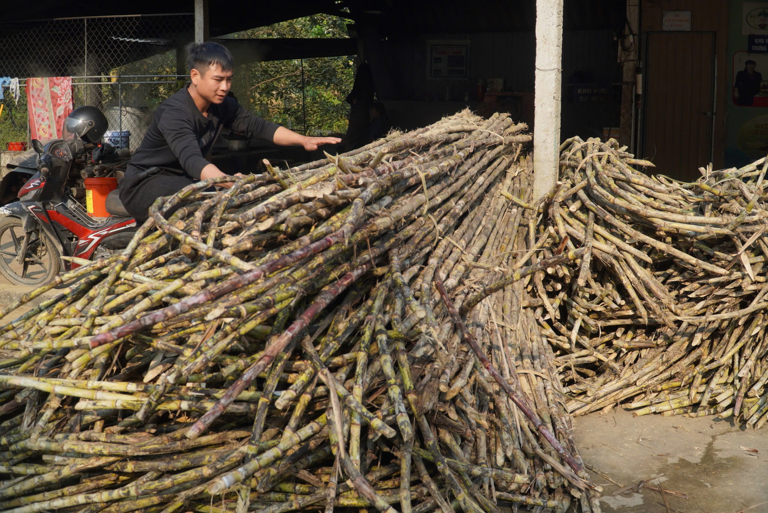 Làng nghề đũa cau Nàng Rưng vào vụ Tết- Ảnh 8.