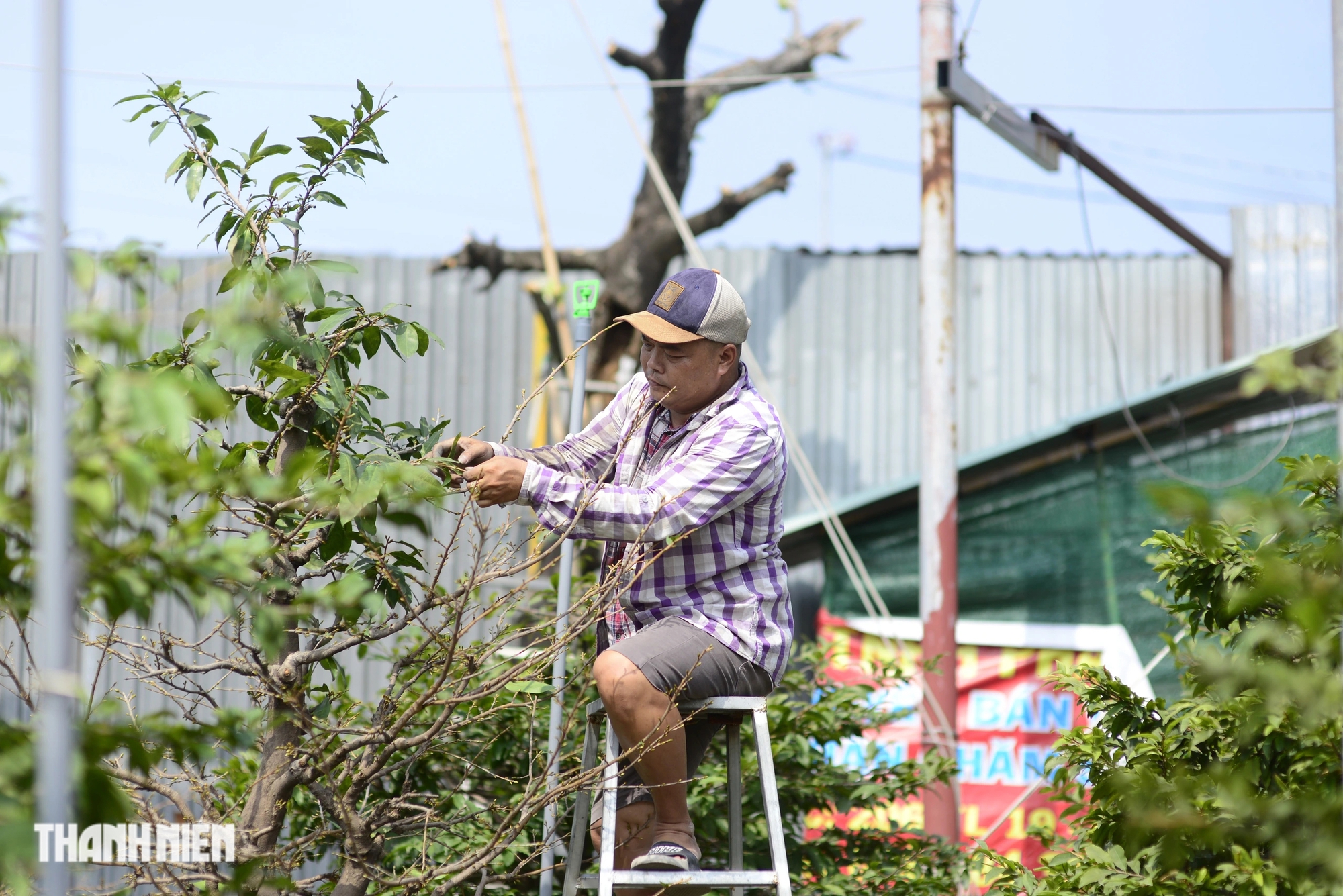 Làng mai tết An Lộc Xuân ở TP.HCM: Mong nắng ấm chiều lòng người- Ảnh 5.