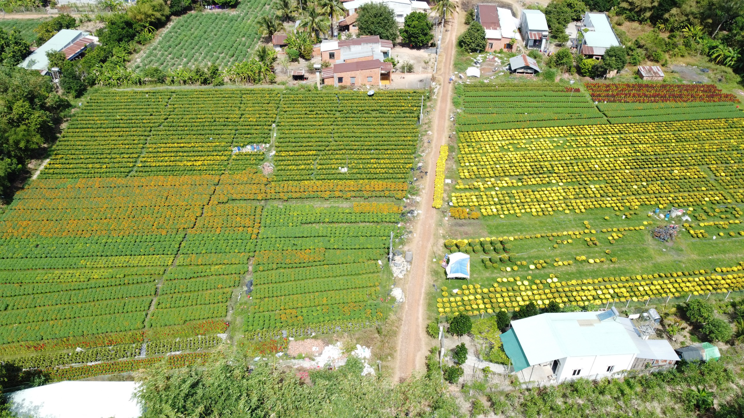 Làng hoa tết nổi tiếng nhất Tây Ninh thắng lớn- Ảnh 2.