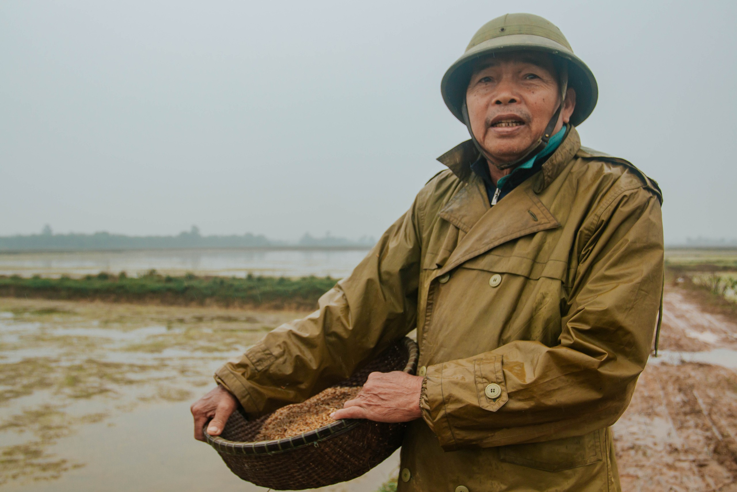 Cận tết, nông dân Quảng Trị vất vả 'cứu' lúa giống do mưa rét- Ảnh 4.