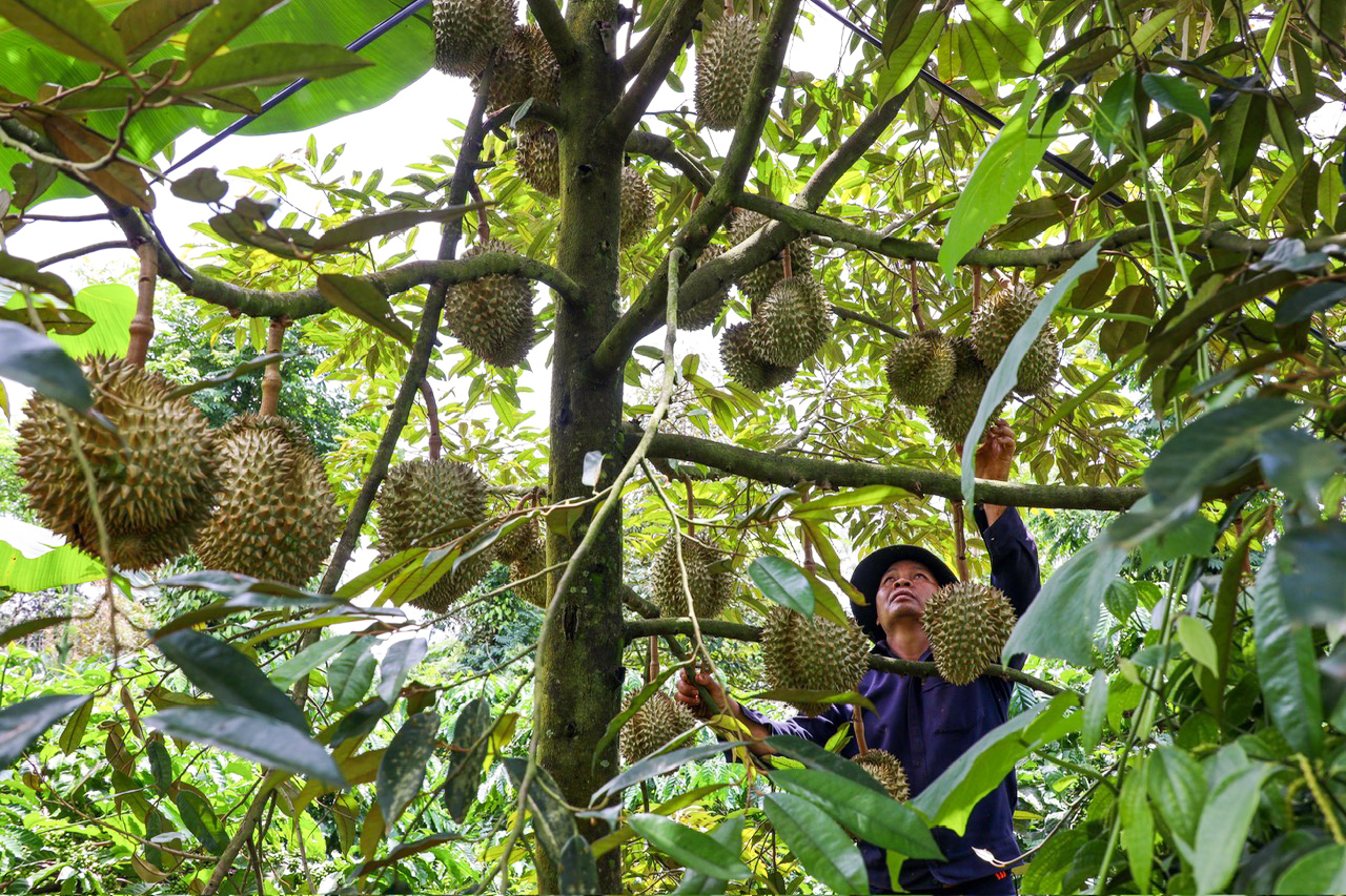 Nông nghiệp bứt phá- Ảnh 2.