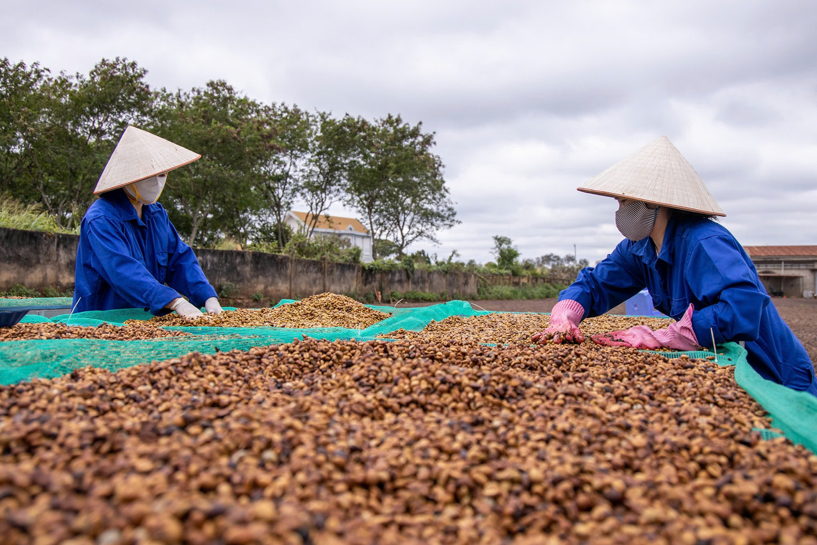 Nông nghiệp bứt phá- Ảnh 7.