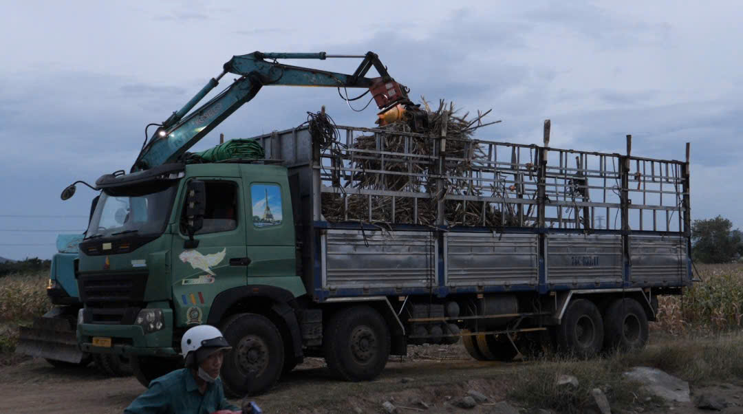 Nông dân Ninh Thuận gặp khó khi 'vướng' tải trọng đường vận chuyển mía đường- Ảnh 2. Nông dân Ninh Thuận gặp khó khi 'vướng' tải trọng đường vận chuyển mía đường- Ảnh 2.