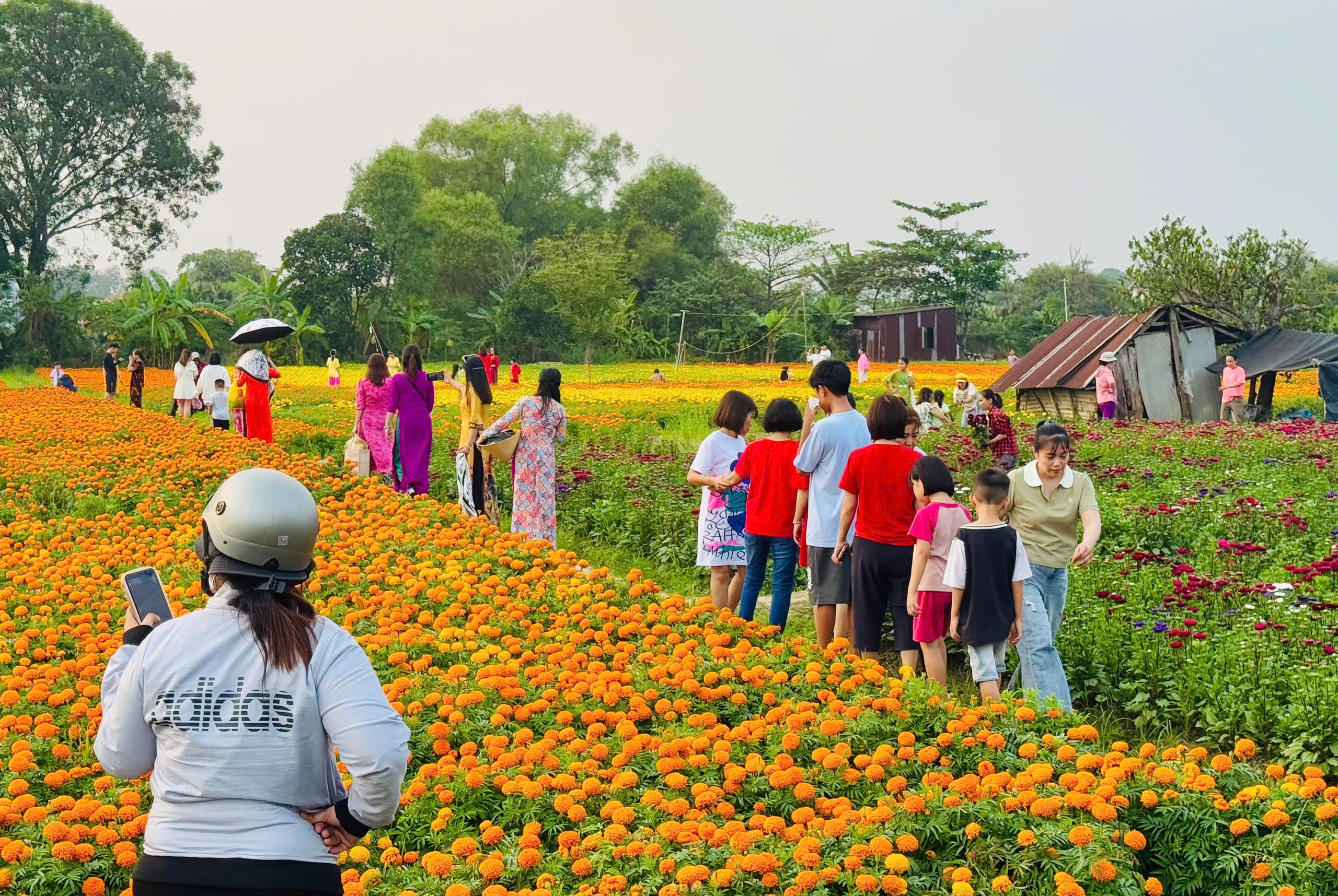 Làng hoa Tân Ba rực rỡ khoe sắc vụ tết: Điểm check-in chụp hình lý tưởng- Ảnh 2.