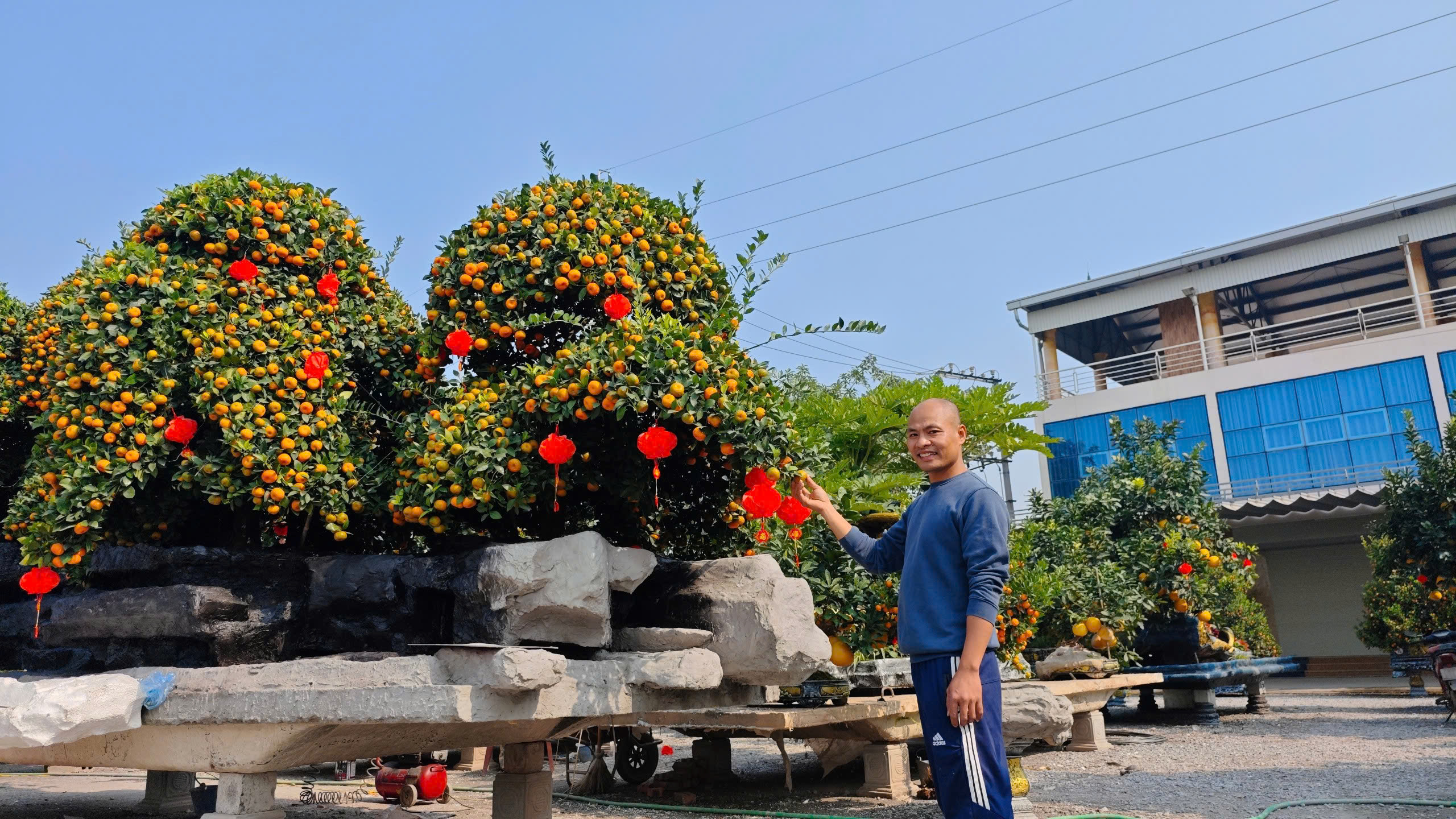 Đại gia Hưng Yên chi 200 triệu mua chậu quýt 'Ngũ phúc quần tụ' về chơi tết- Ảnh 2.