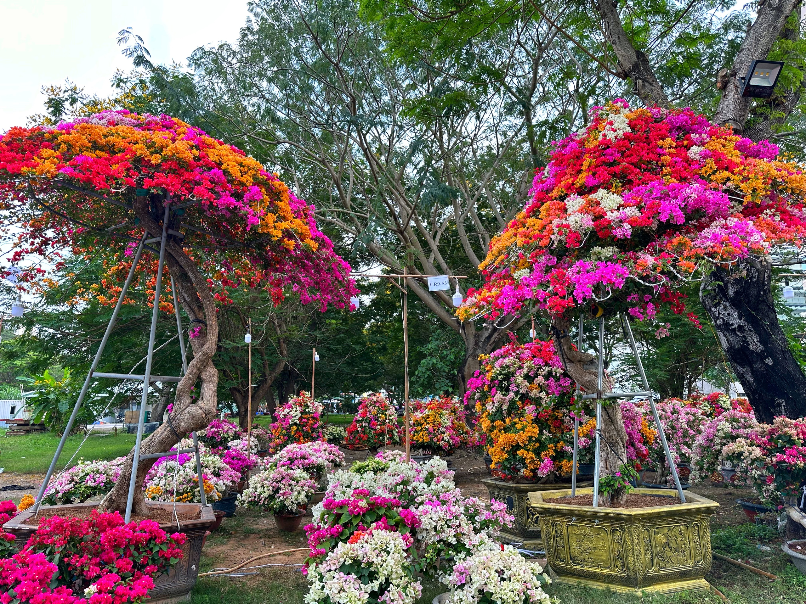 Mang gia tài 7 tỉ đến 'khu nhà giàu' ở TP.HCM: Được khách sộp chốt ngay để chơi Tết- Ảnh 1.