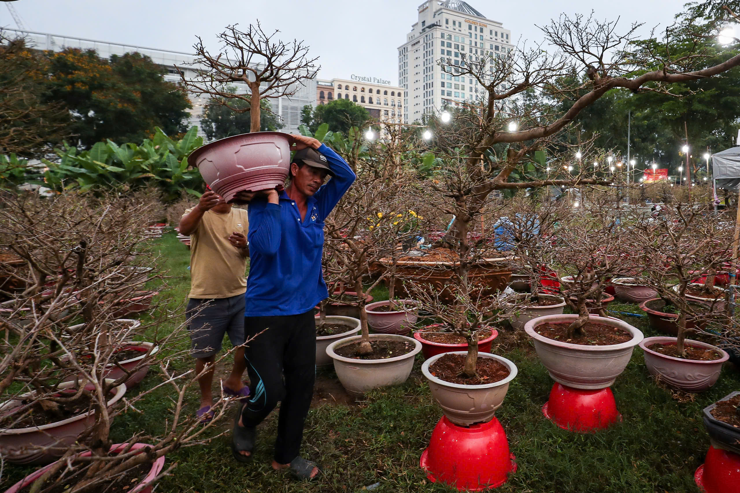 Chậu mai giá 500 triệu ở chợ hoa 'khu nhà giàu' TP.HCM: Khách trả 350 triệu, chủ có bán không?- Ảnh 5.