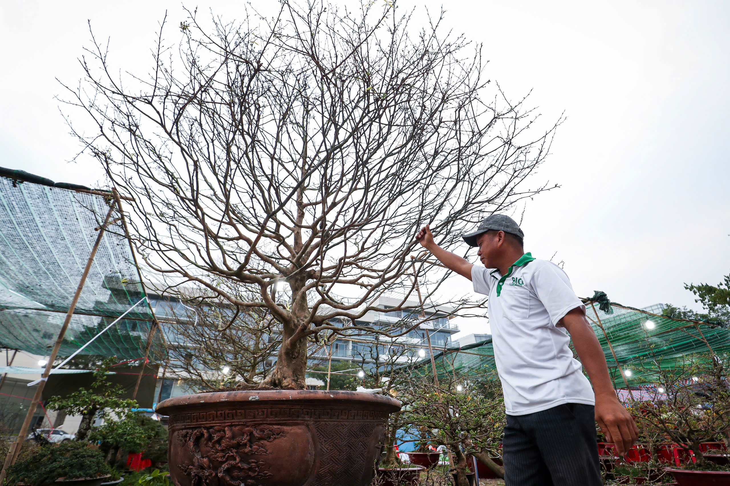 Chậu mai giá 500 triệu ở chợ hoa 'khu nhà giàu' TP.HCM: Khách trả 350 triệu, chủ có bán không?- Ảnh 1.