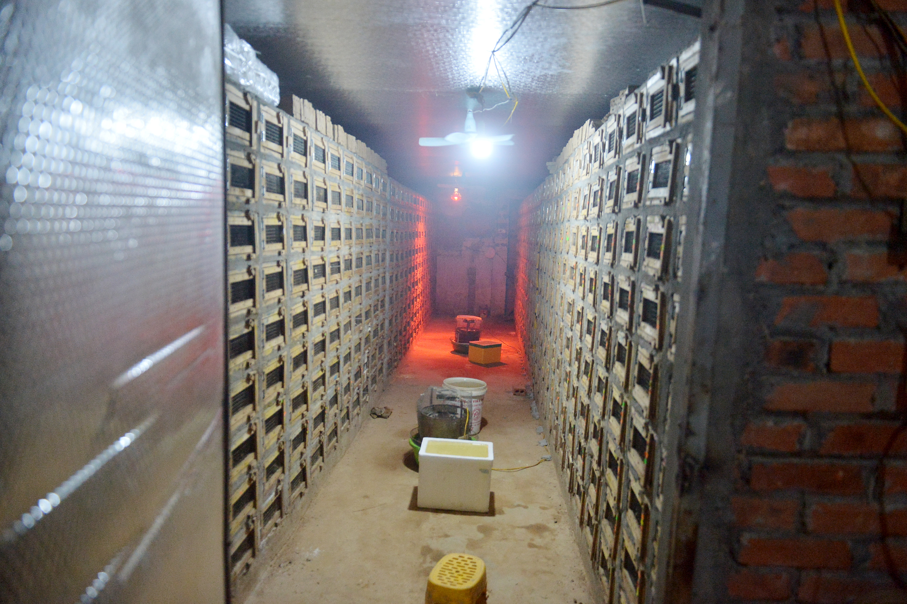 Năm Ất Tỵ, nghe chuyện về những người nu&ocirc;i rắn độc thu tiền tỉ ở Việt Nam- Ảnh 1.