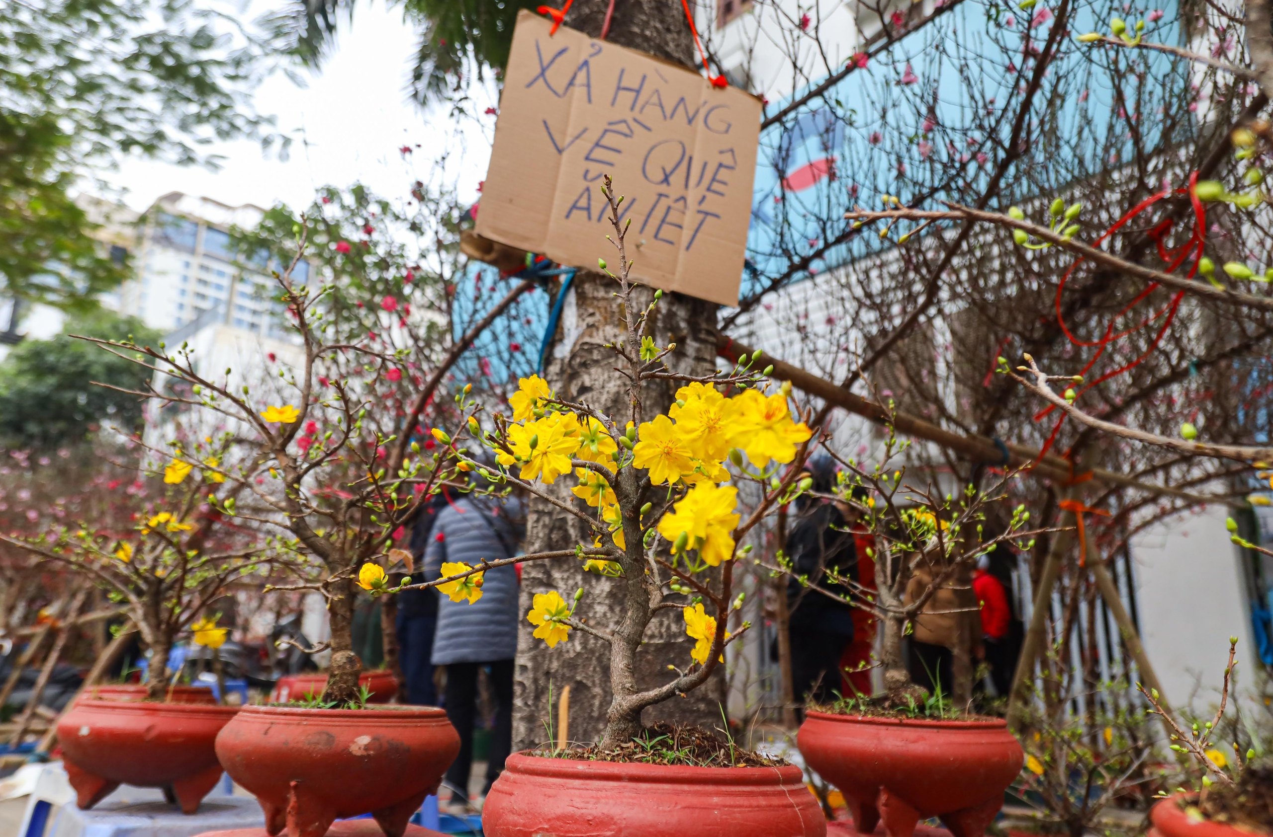 Tiểu thương Hà Nội cắn răng chặt đào, hạ giá để 'về quê ăn tết'- Ảnh 14.