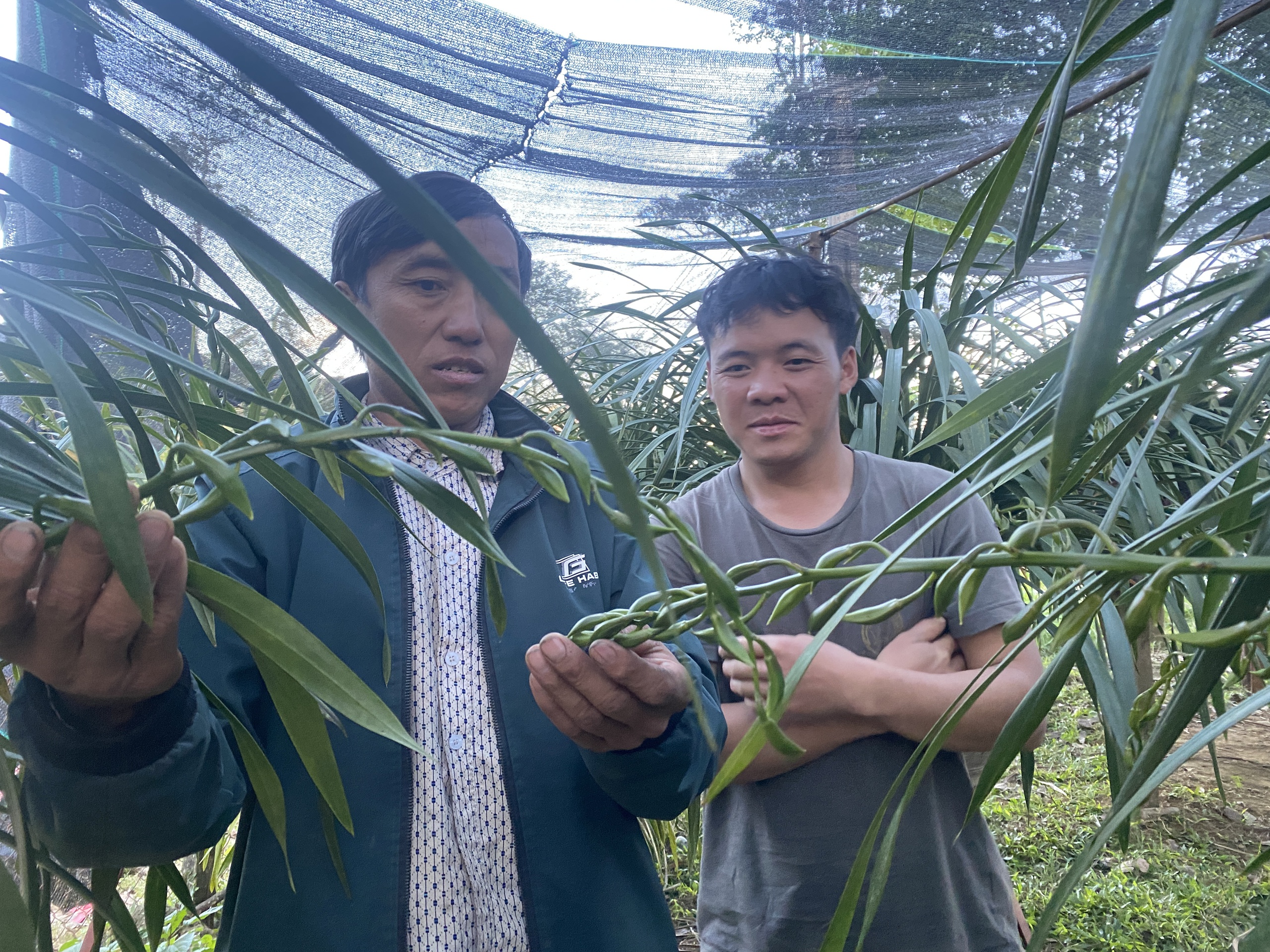 Lan Trần Mộng - địa lan nổi tiếng 'mộng vua' mang tết lớn về Hô Tra- Ảnh 4.