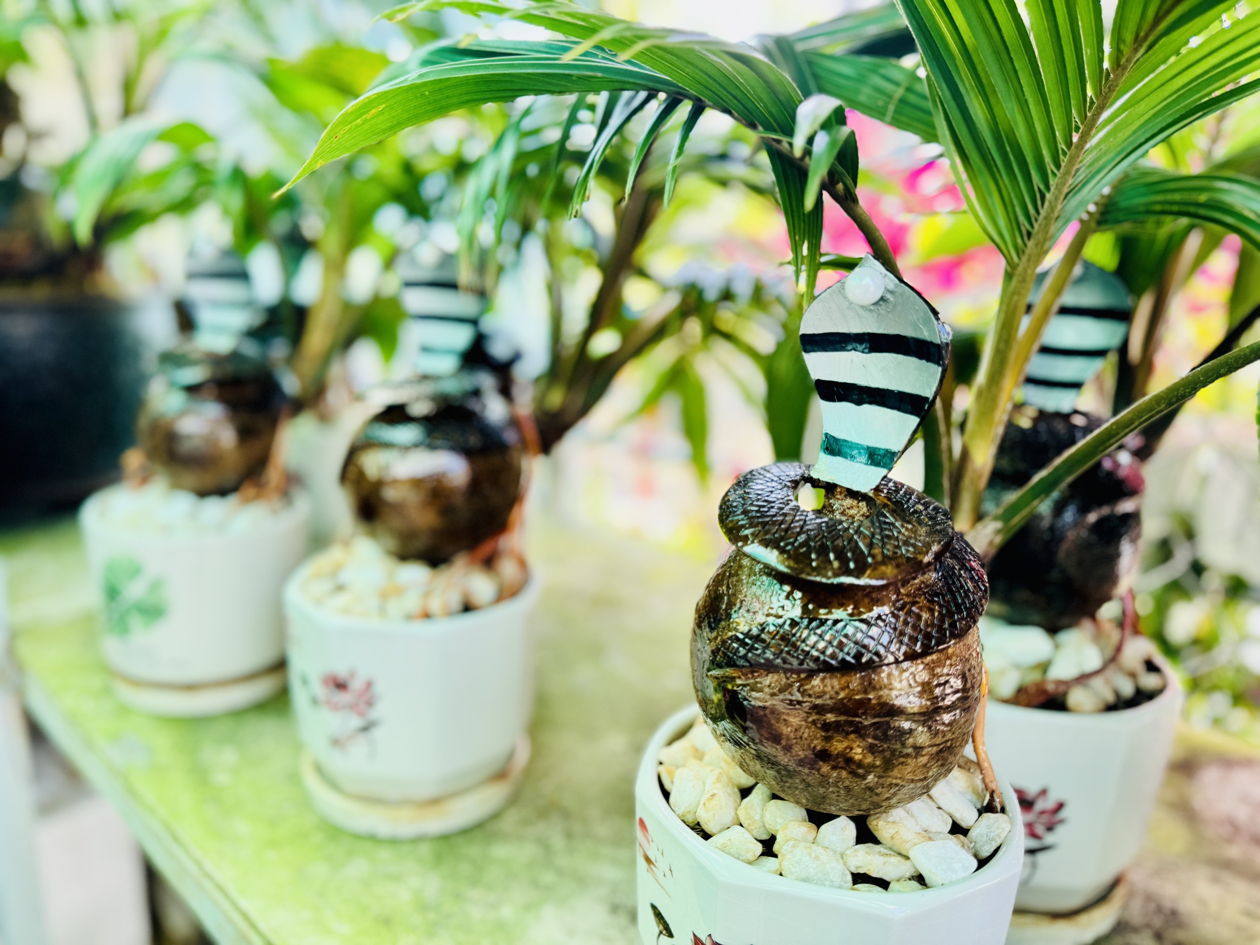 Người đàn ông khéo tay trình làng dừa bonsai hình rắn ngậm ngọc ở TP.HCM dịp tết- Ảnh 1.