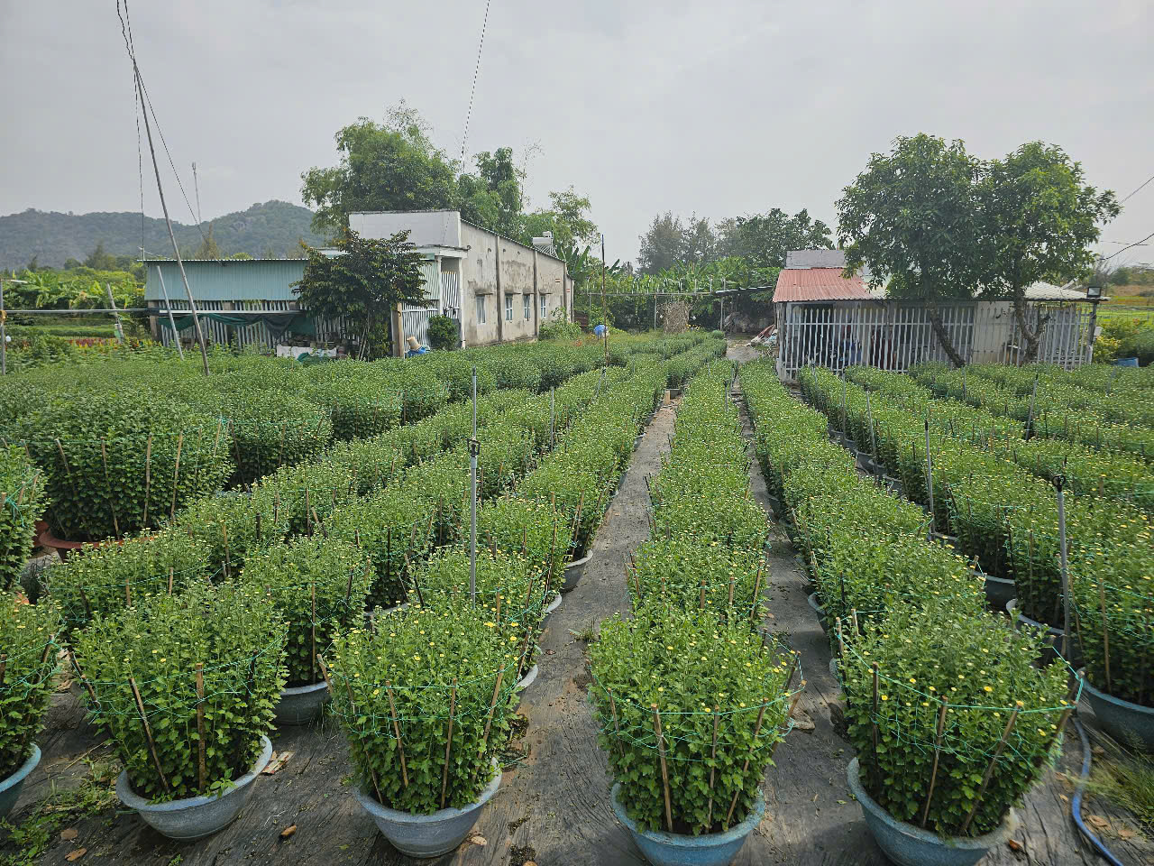 Hàng ngàn chậu hoa cúc nguy cơ lỡ hẹn dịp Tết- Ảnh 2.