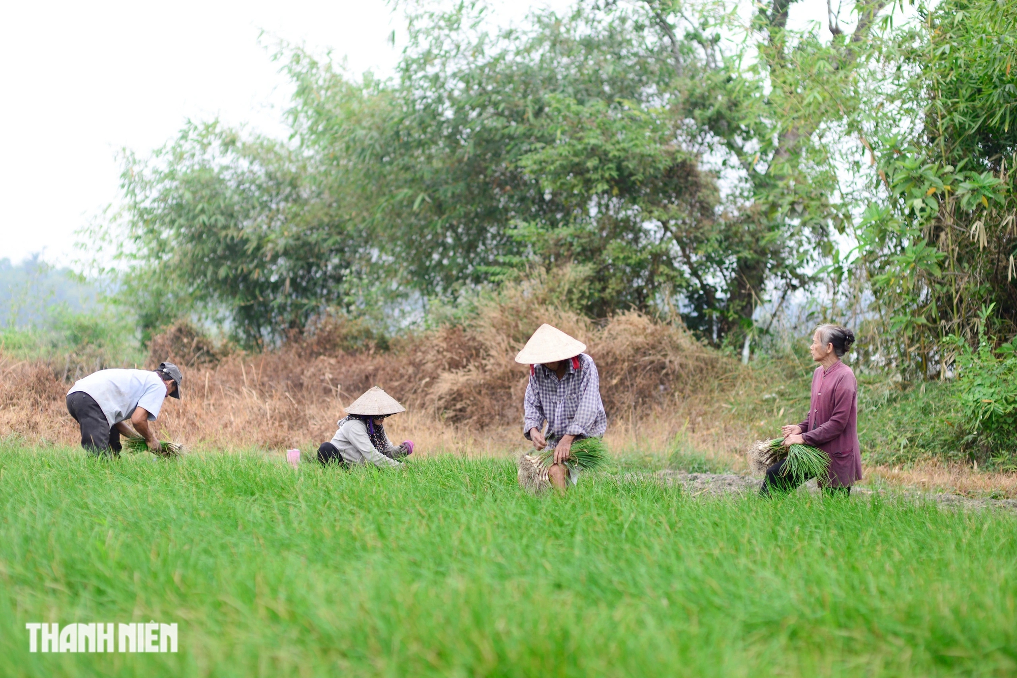 Bị nhổ trộm cả trăm kg trong đêm, 'thủ phủ' củ kiệu tết phải bán sớm - Ảnh 4.