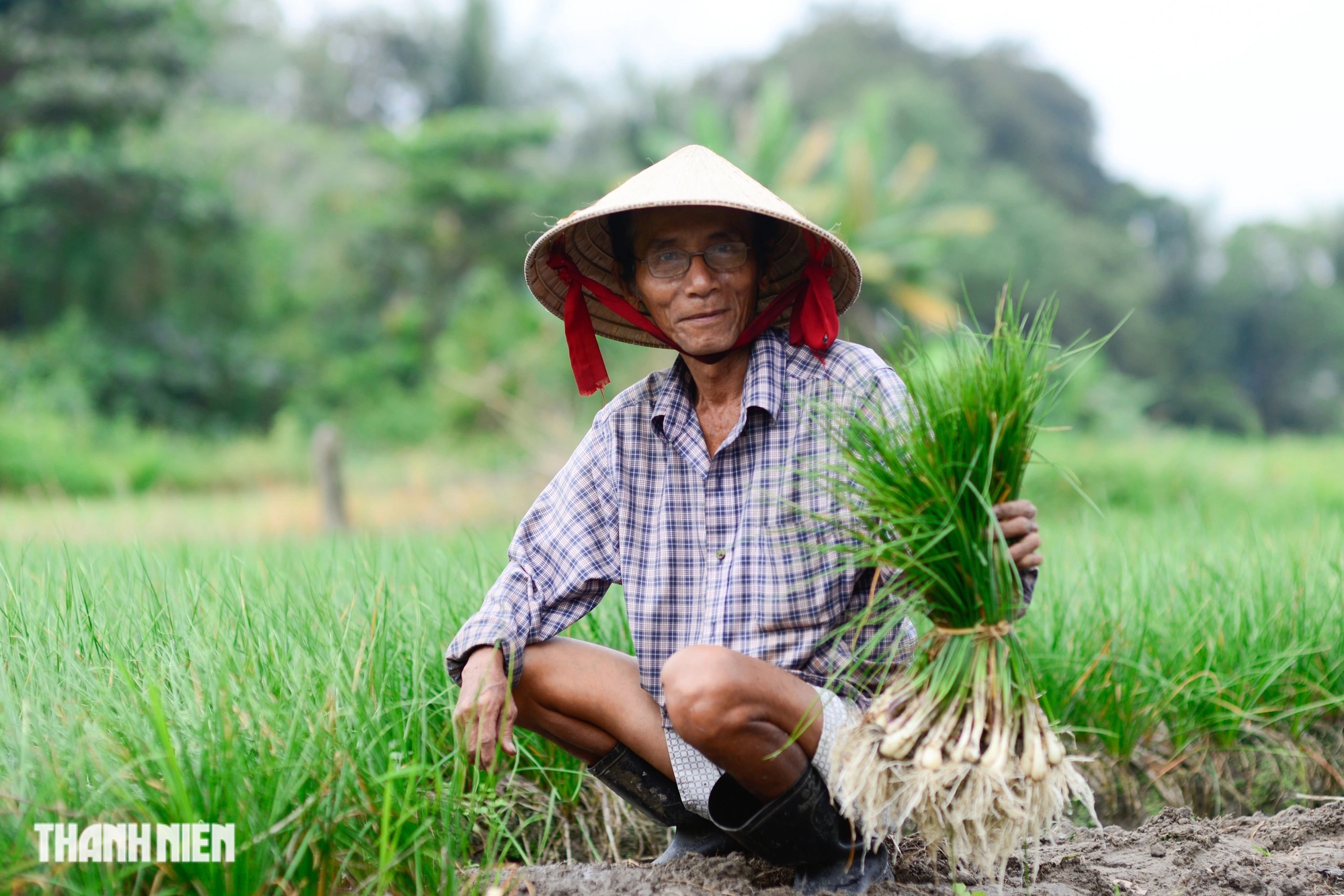 Bị nhổ trộm cả trăm kg trong đêm, 'thủ phủ' củ kiệu tết phải bán sớm - Ảnh 2.