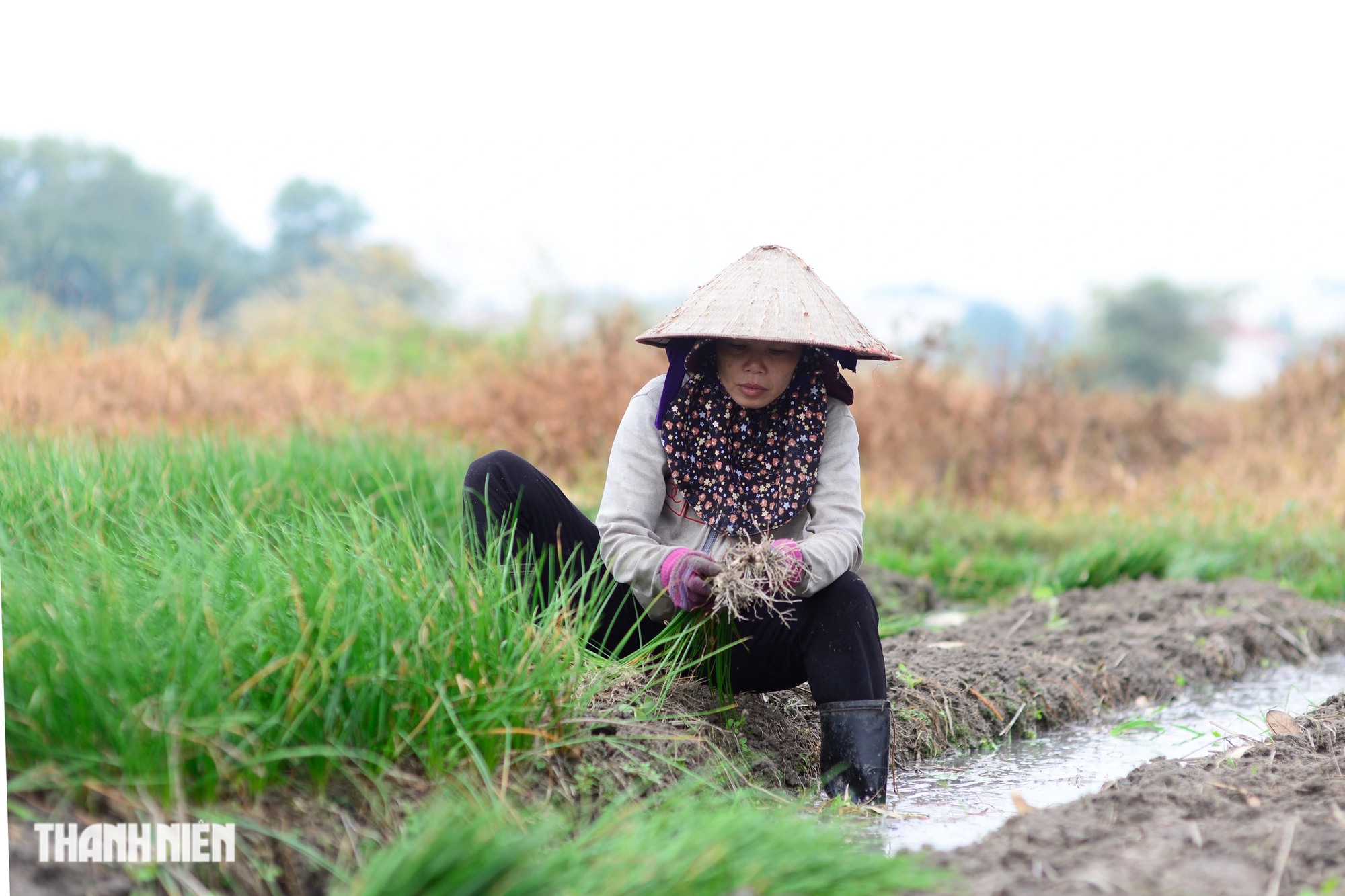 Bị nhổ trộm cả trăm kg trong đêm, 'thủ phủ' củ kiệu tết phải bán sớm - Ảnh 6.