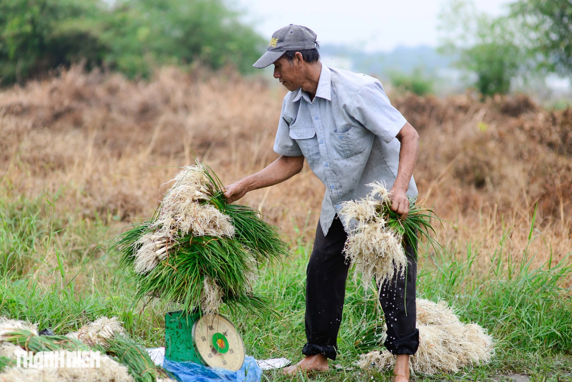 Bị nhổ trộm cả trăm kg trong đêm, 'thủ phủ' củ kiệu tết phải bán sớm - Ảnh 11.