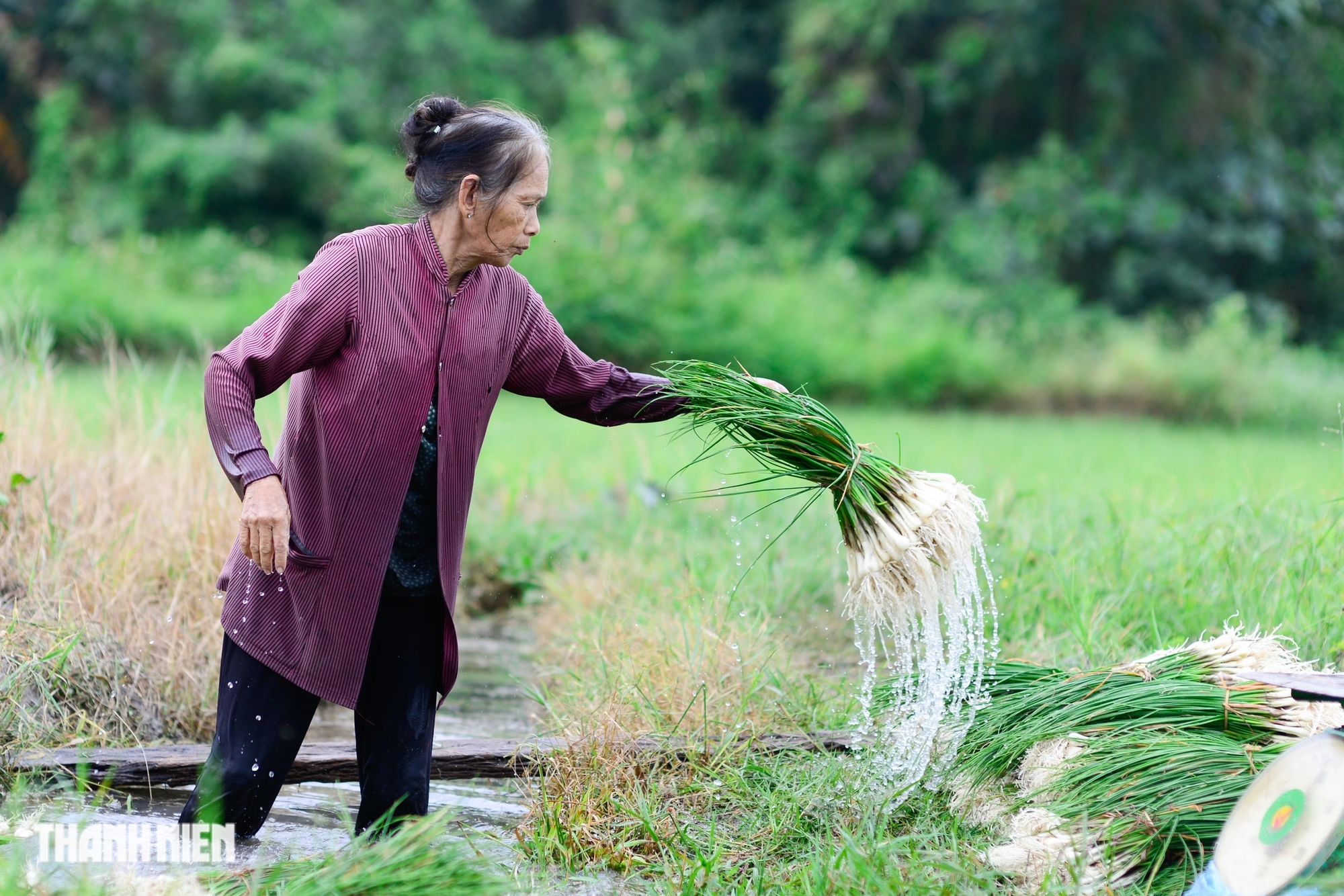 Bị nhổ trộm cả trăm kg trong đêm, 'thủ phủ' củ kiệu tết phải bán sớm - Ảnh 15.