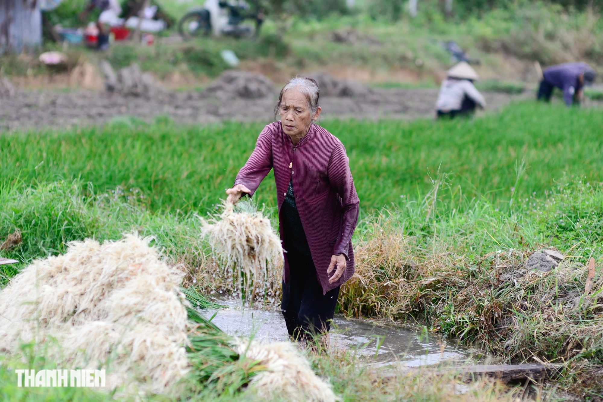 Bị nhổ trộm cả trăm kg trong đêm, 'thủ phủ' củ kiệu tết phải bán sớm - Ảnh 10.