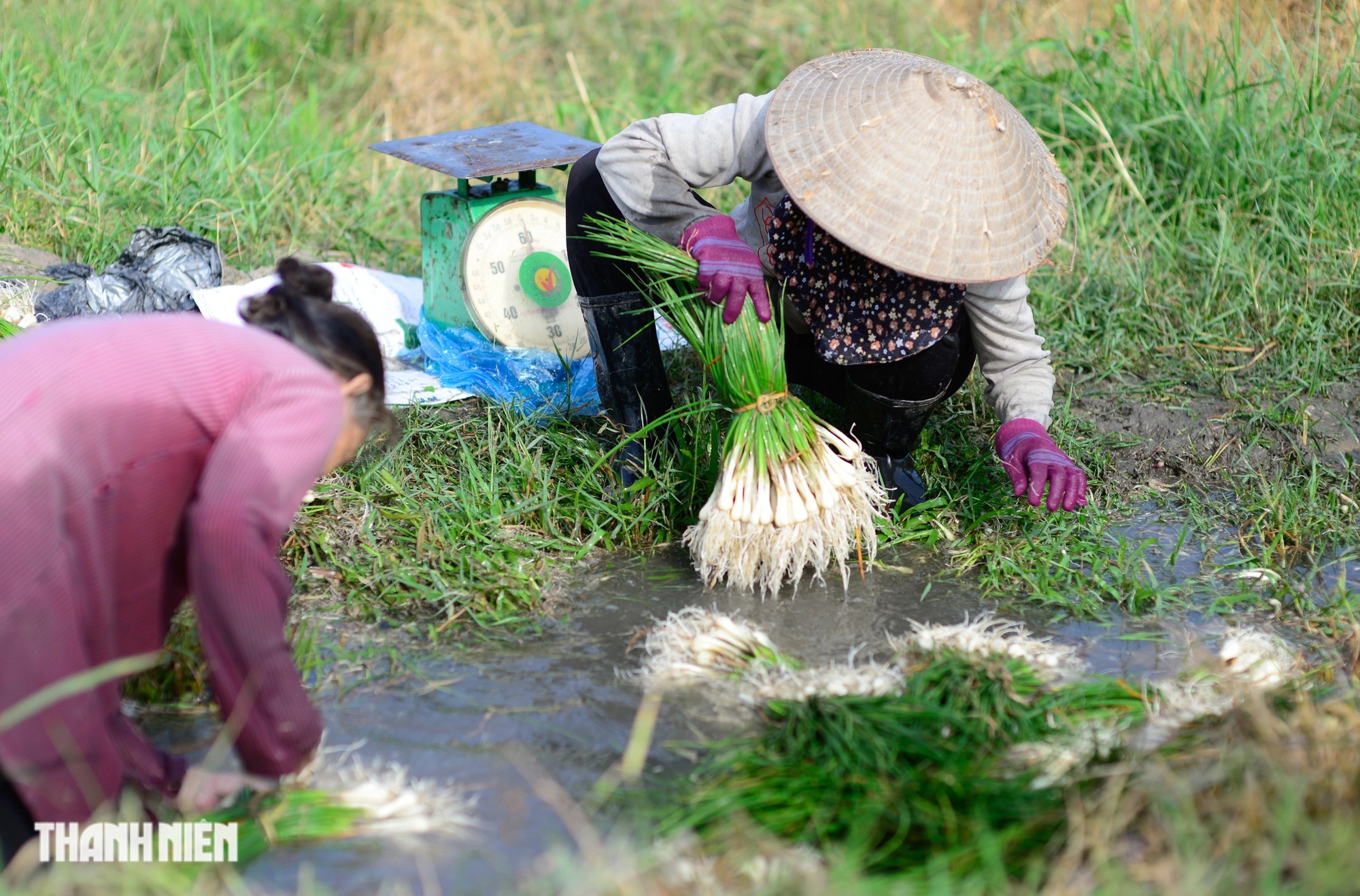 Bị nhổ trộm cả trăm kg trong đêm, 'thủ phủ' củ kiệu tết phải bán sớm - Ảnh 14.