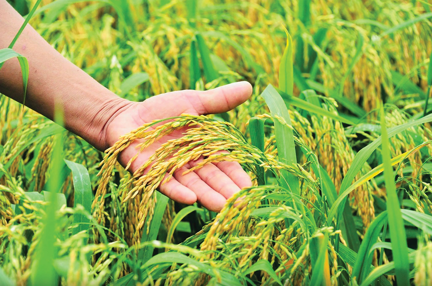 Nông nghiệp hút nhiều tỉ phú - Ảnh 1.