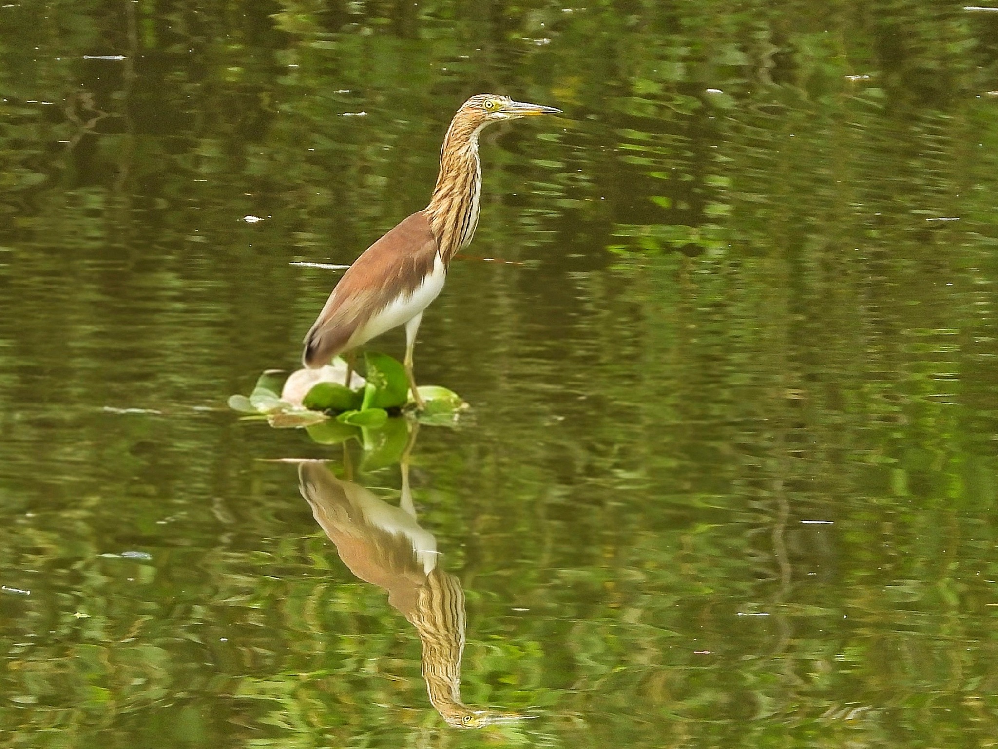Người dân TP.HCM ngắm loài chim quý trong Sách đỏ ở hồ Bán Nguyệt giữa tháng 10 - Ảnh 15.