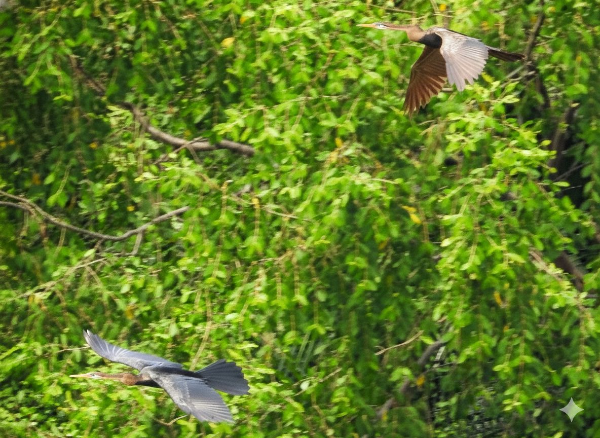 Người dân TP.HCM ngắm loài chim quý trong Sách đỏ ở hồ Bán Nguyệt giữa tháng 10 - Ảnh 10.