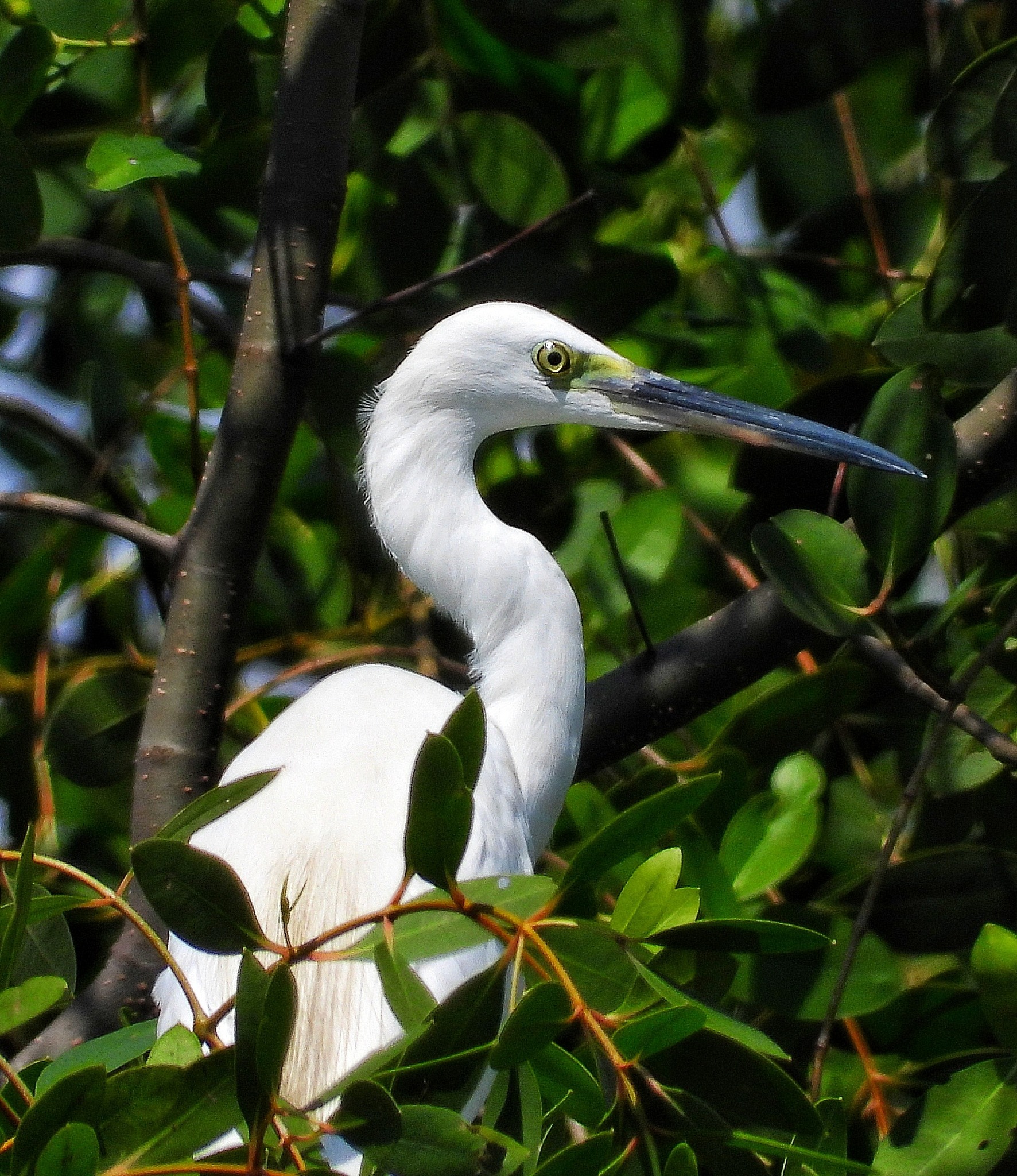 Người dân TP.HCM ngắm loài chim quý trong Sách đỏ ở hồ Bán Nguyệt giữa tháng 10 - Ảnh 14.