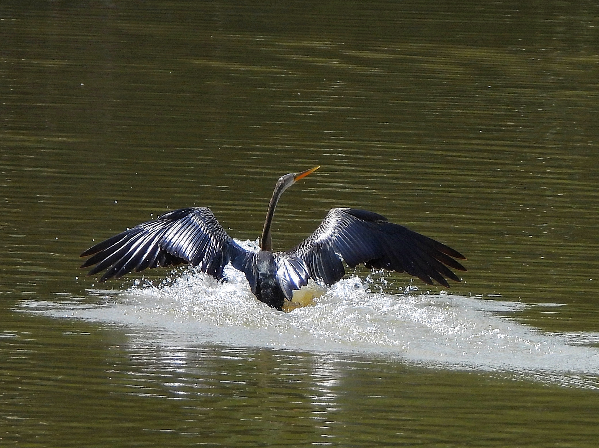 Người dân TP.HCM ngắm loài chim quý trong Sách đỏ ở hồ Bán Nguyệt giữa tháng 10 - Ảnh 2.