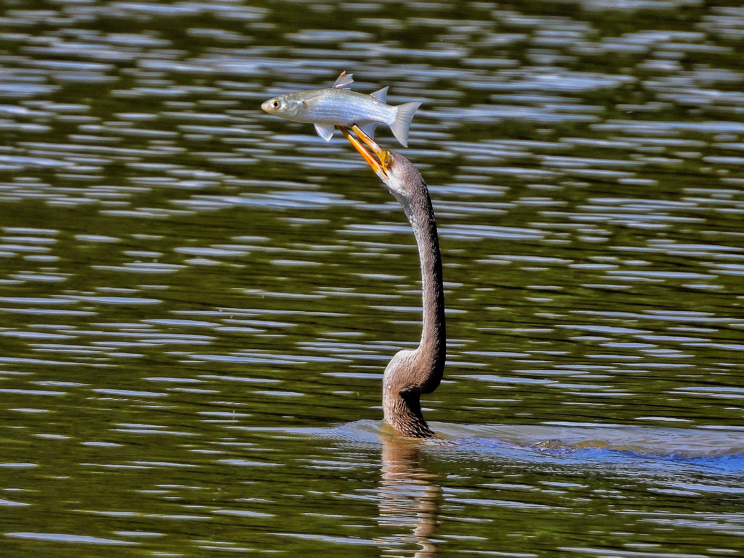 Người dân TP.HCM ngắm loài chim quý trong Sách đỏ ở hồ Bán Nguyệt giữa tháng 10 - Ảnh 4.