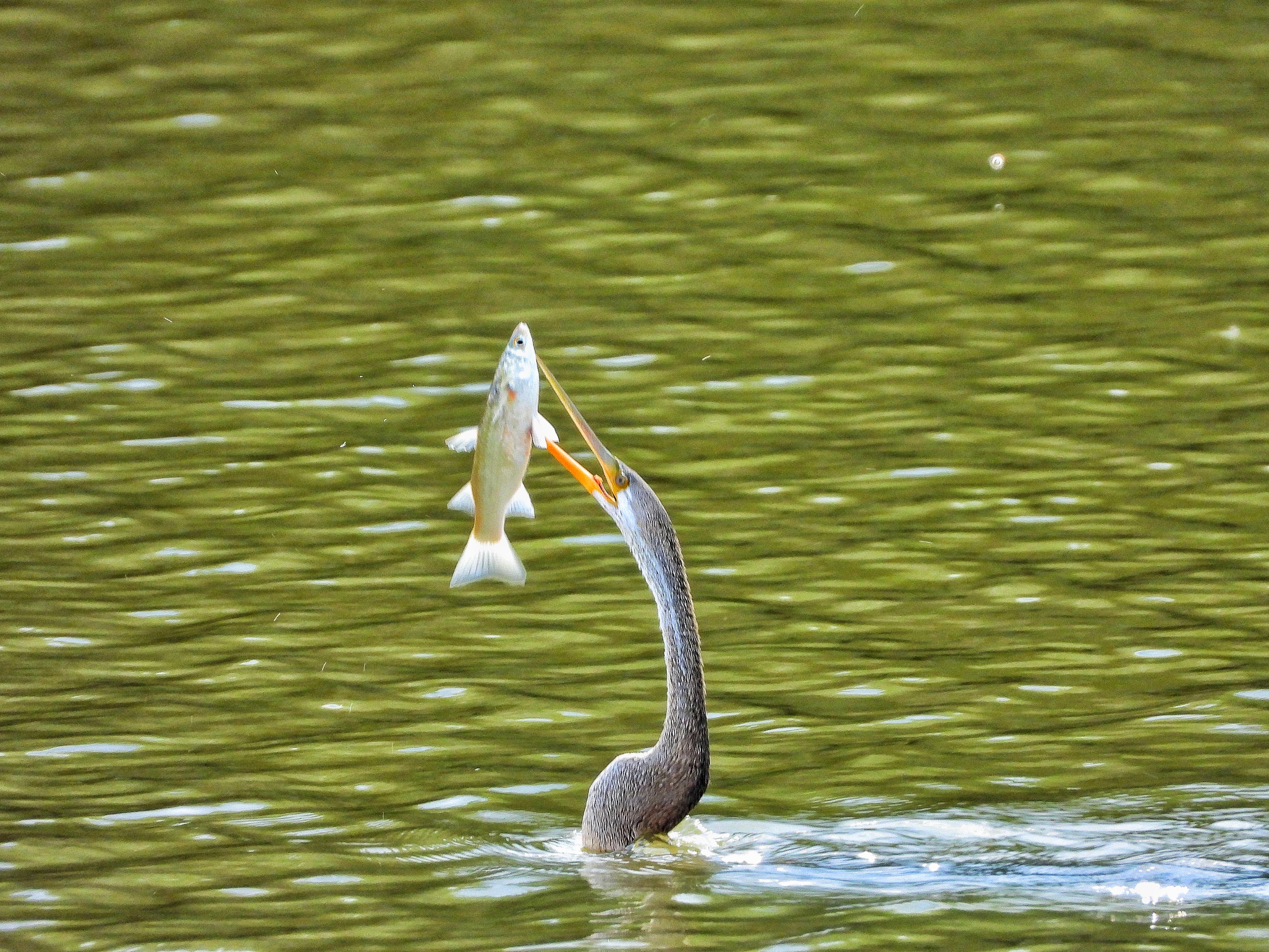 Người dân TP.HCM ngắm loài chim quý trong Sách đỏ ở hồ Bán Nguyệt giữa tháng 10 - Ảnh 3.