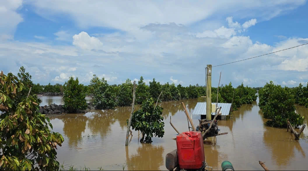 Đồng Tháp Mười, tỉnh Tây Ninh 'oằn mình' chống mưa lũ- Ảnh 2. Đồng Tháp Mười, tỉnh Tây Ninh 'oằn mình' chống mưa lũ- Ảnh 2.