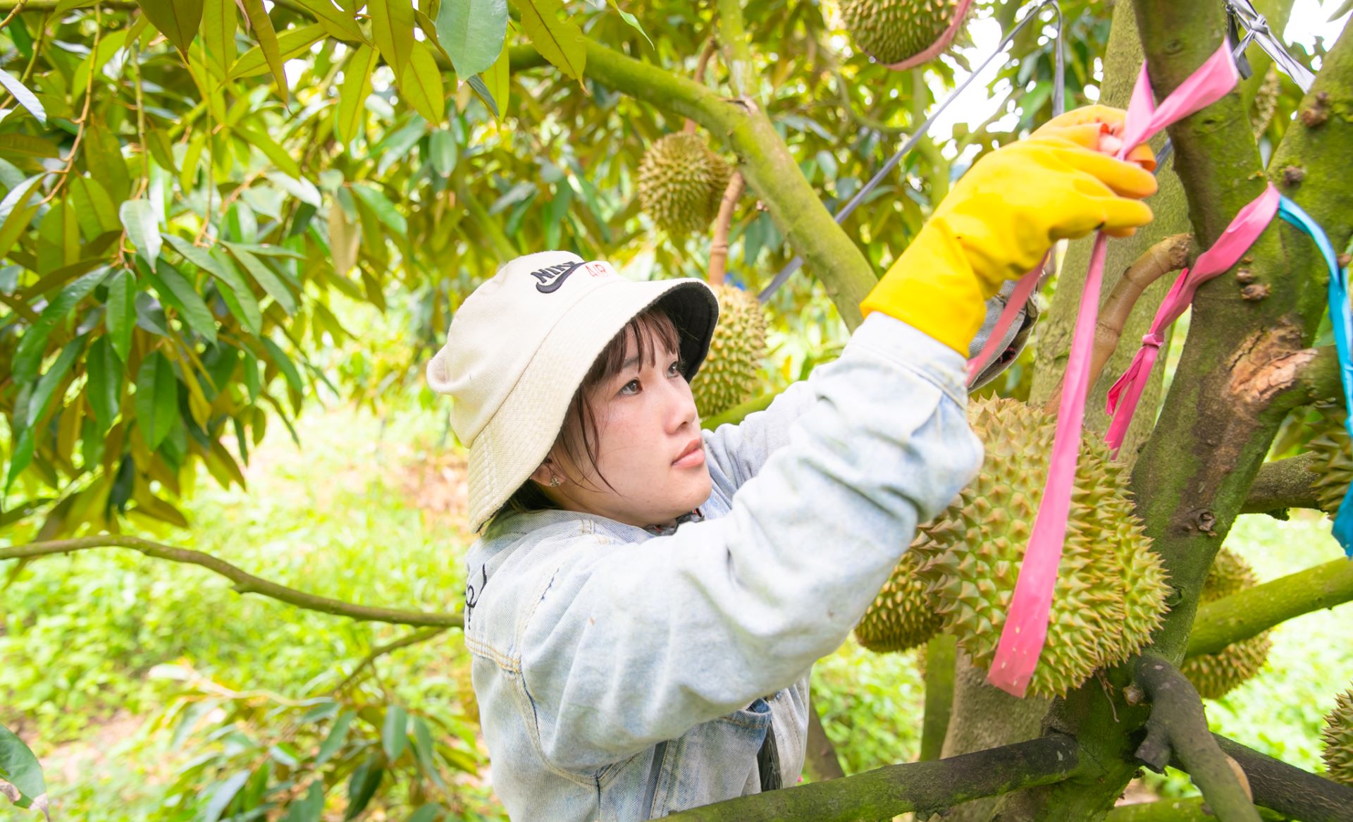 Bầu Đức và HAGL: Hành trình tái cấu trúc thành công trong kinh tế Việt Nam - Ảnh 4. Bầu Đức và HAGL: Hành trình tái cấu trúc thành công trong kinh tế Việt Nam - Ảnh 4.