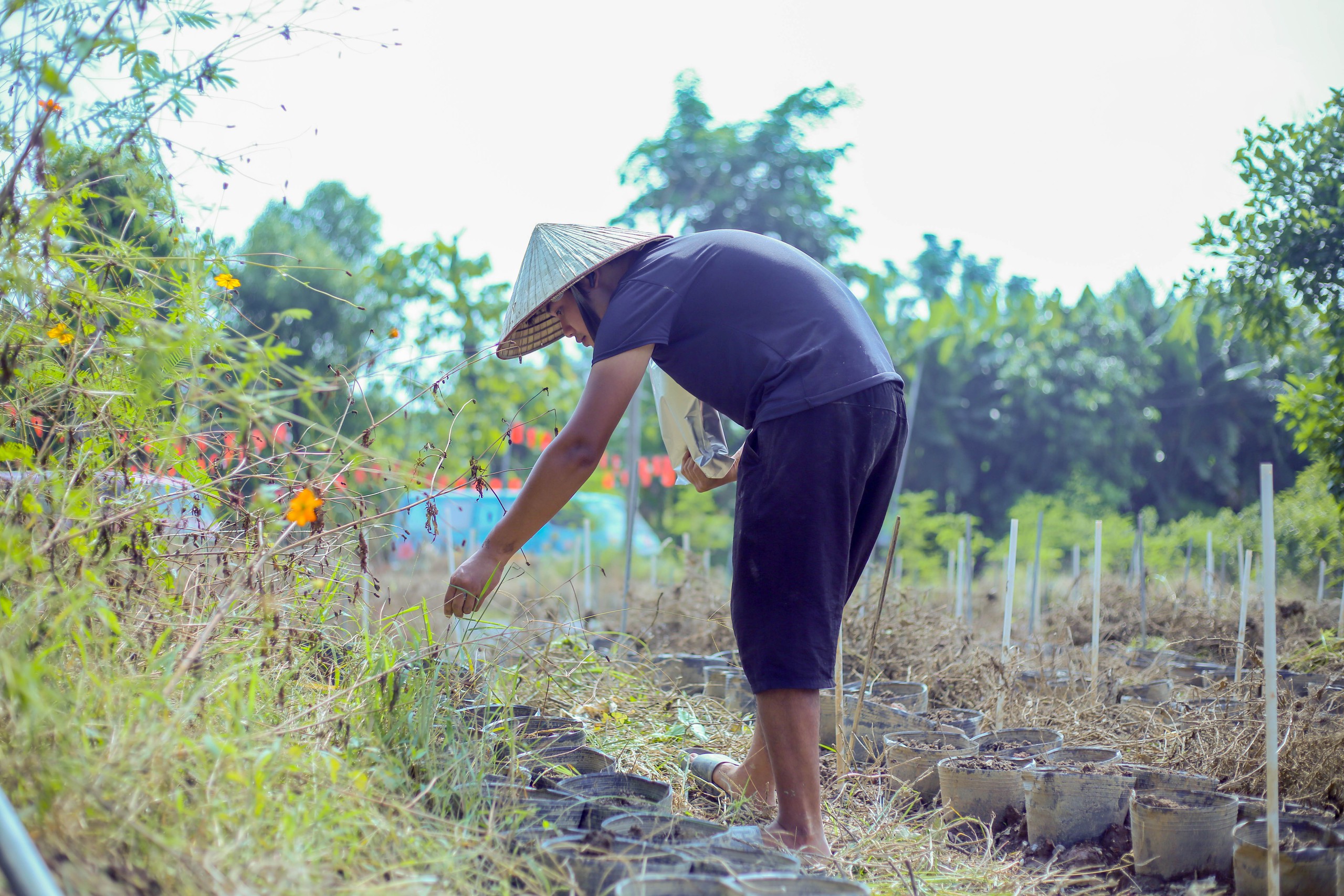 Người d&acirc;n Nhật T&acirc;n nỗ lực kh&ocirc;i phục vườn đ&agrave;o sau ngập lụt - Ảnh 1.