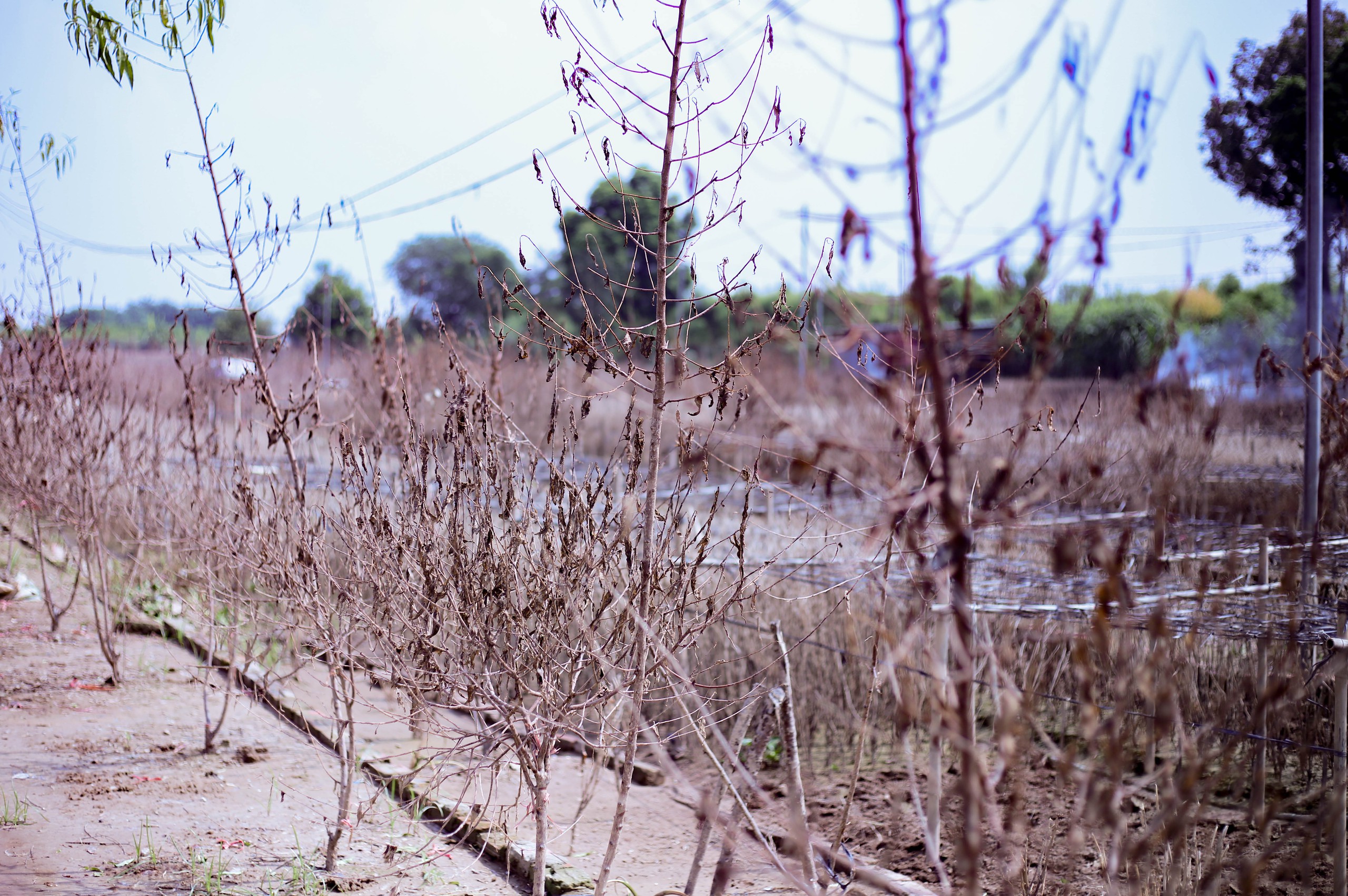 Người d&acirc;n Nhật T&acirc;n nỗ lực kh&ocirc;i phục vườn đ&agrave;o sau lũ - Ảnh 1.