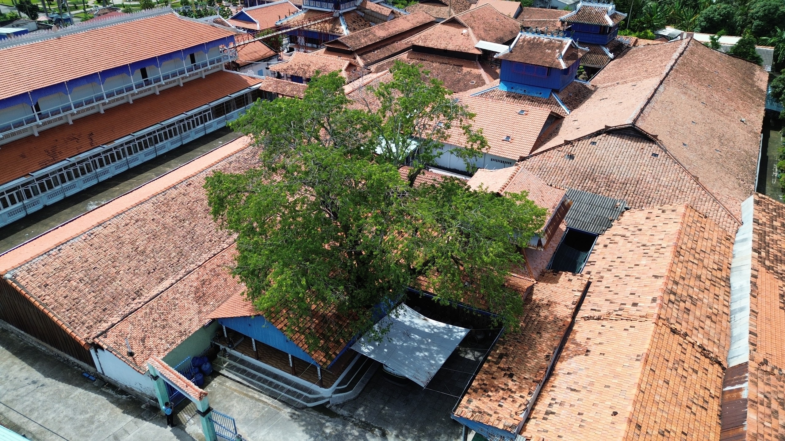 Nh&agrave; lớn Long Sơn c&oacute; c&acirc;y me trăm tuổi ở đ&acirc;u, lồng liệt c&oacute; g&igrave; lạ? - Ảnh 6.