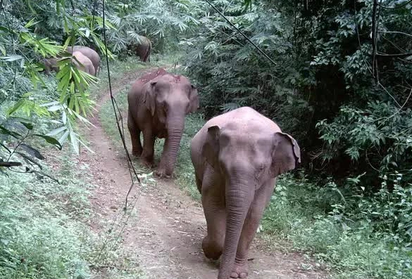 Đồng Nai nghiên cứu mở tour du lịch xem voi hoang dã- Ảnh 2.