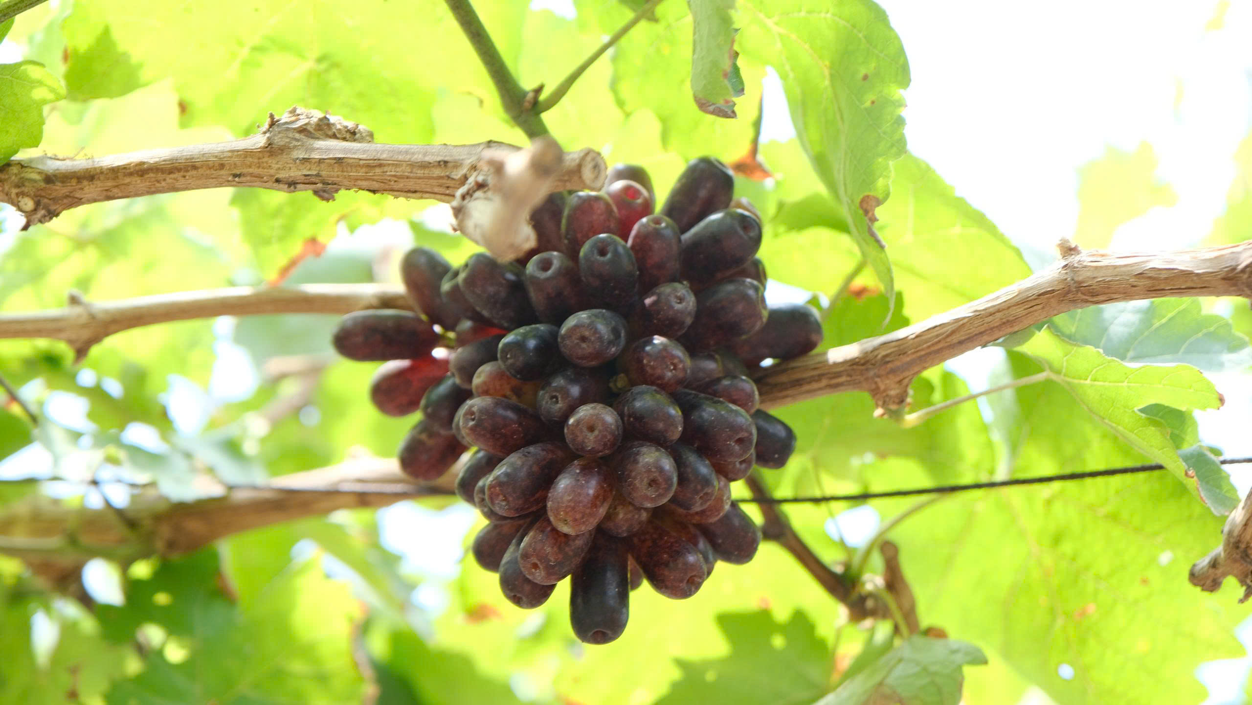 Ch&agrave;ng trai 'bắt' nho Ninh Thuận b&eacute;n rễ tr&ecirc;n đất ph&ugrave; sa để l&agrave;m du lịch - Ảnh 7.