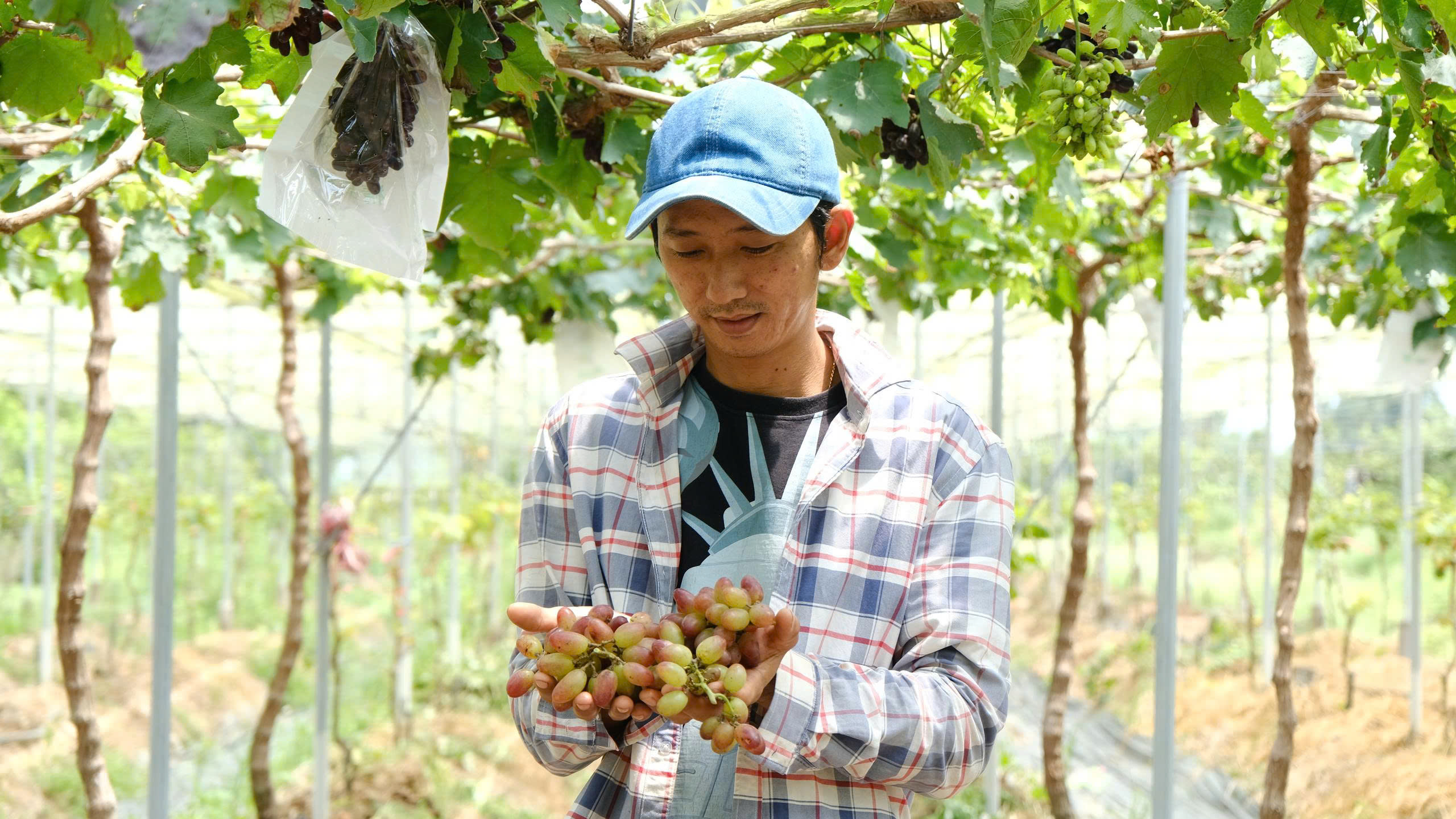 Ch&agrave;ng trai 'bắt' nho Ninh Thuận b&eacute;n rễ tr&ecirc;n đất ph&ugrave; sa để l&agrave;m du lịch - Ảnh 2.